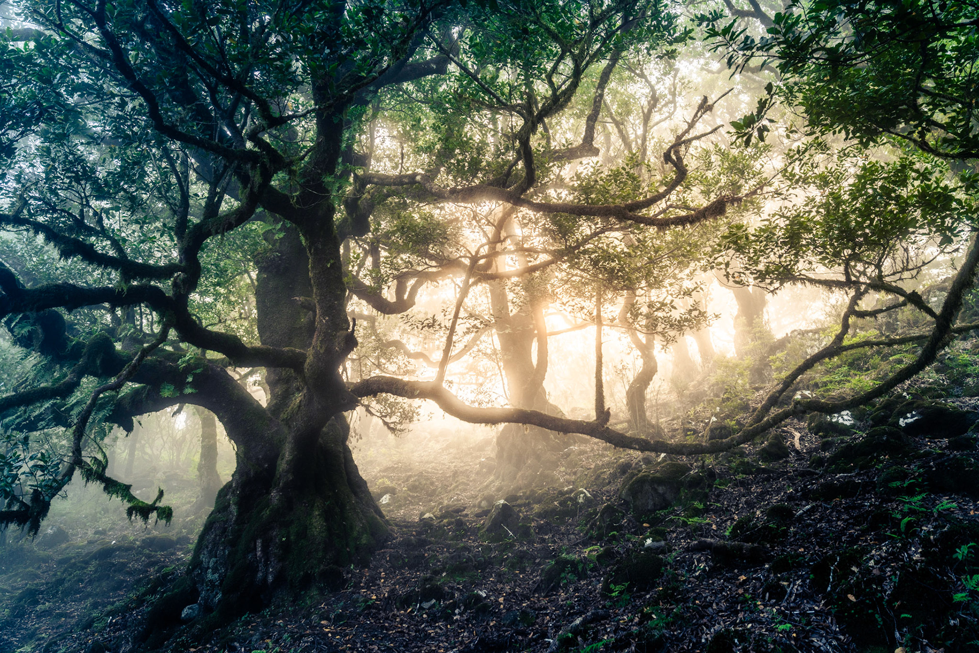 Mist drifts between contorted laurel-forest trees as low dawn light ignites the mid-ground, throwing the gnarled foreground canopy into dark silhouette. The layering of shadow, fog, and warm backlight gives the scene a rare spatial depth. Moss-hung branches and rocky ground flora suggest this is laurisilva rather than temperate beech woodland.