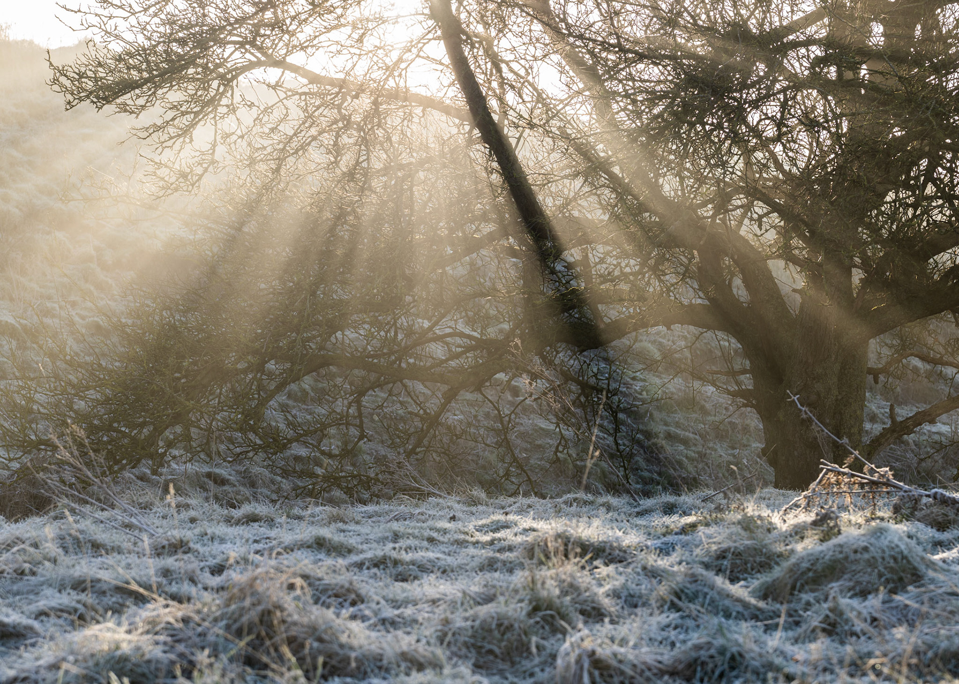 Low winter sun breaks through bare hawthorn scrub on a heavily frosted morning, casting distinct crepuscular rays into ground mist. The hoarfrost on the grass foreground anchors the scene, while the contre-jour exposure holds detail across a wide tonal range. A quiet, precisely observed moment of cold-season light.