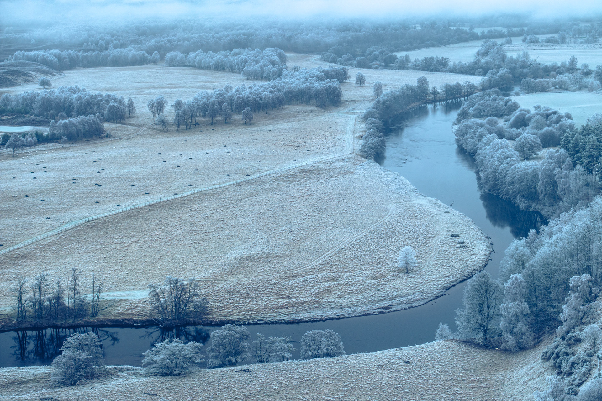 A meander of the River Spey curves through frost-locked flood meadows near Aviemore, the surrounding birch and alder woodland coated in heavy hoarfrost. Low cloud suppresses the horizon, compressing the scene into a near-monochromatic wash of blue-white. Livestock scatter across the fields below, the only mark of scale in an otherwise abstracted winter valley.
