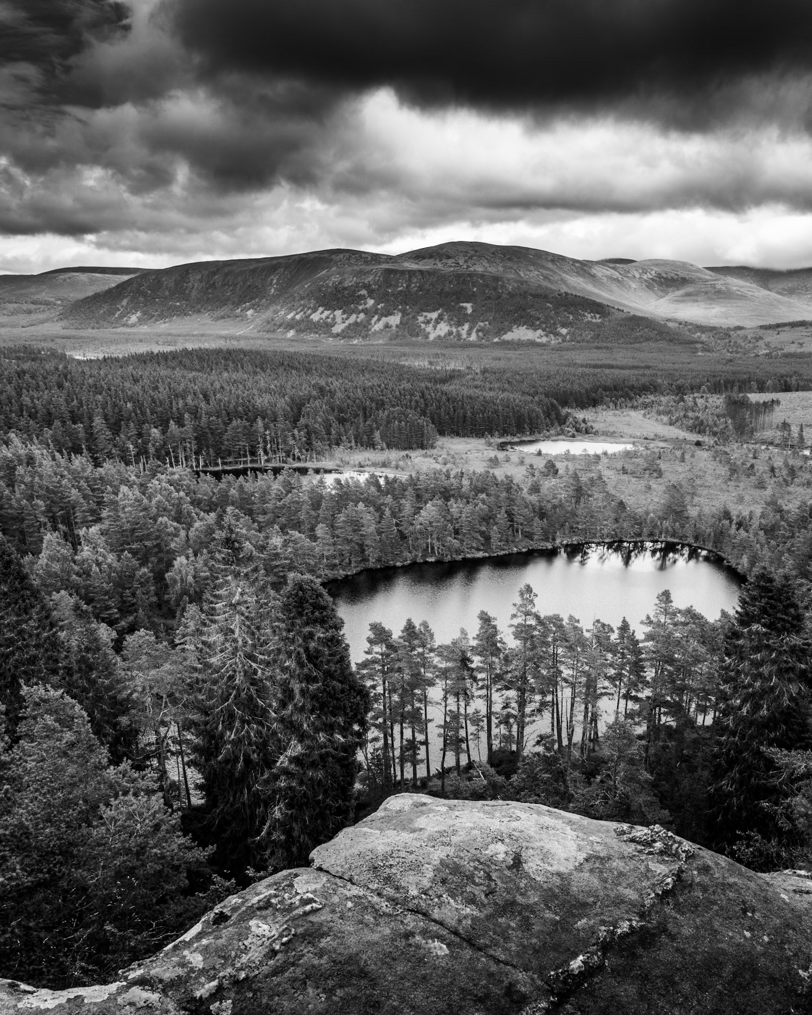 Old pine trees look out over the vast forests and small lochens of the Cairngorms National Park, in Glenmore, Scotland (Black and White)