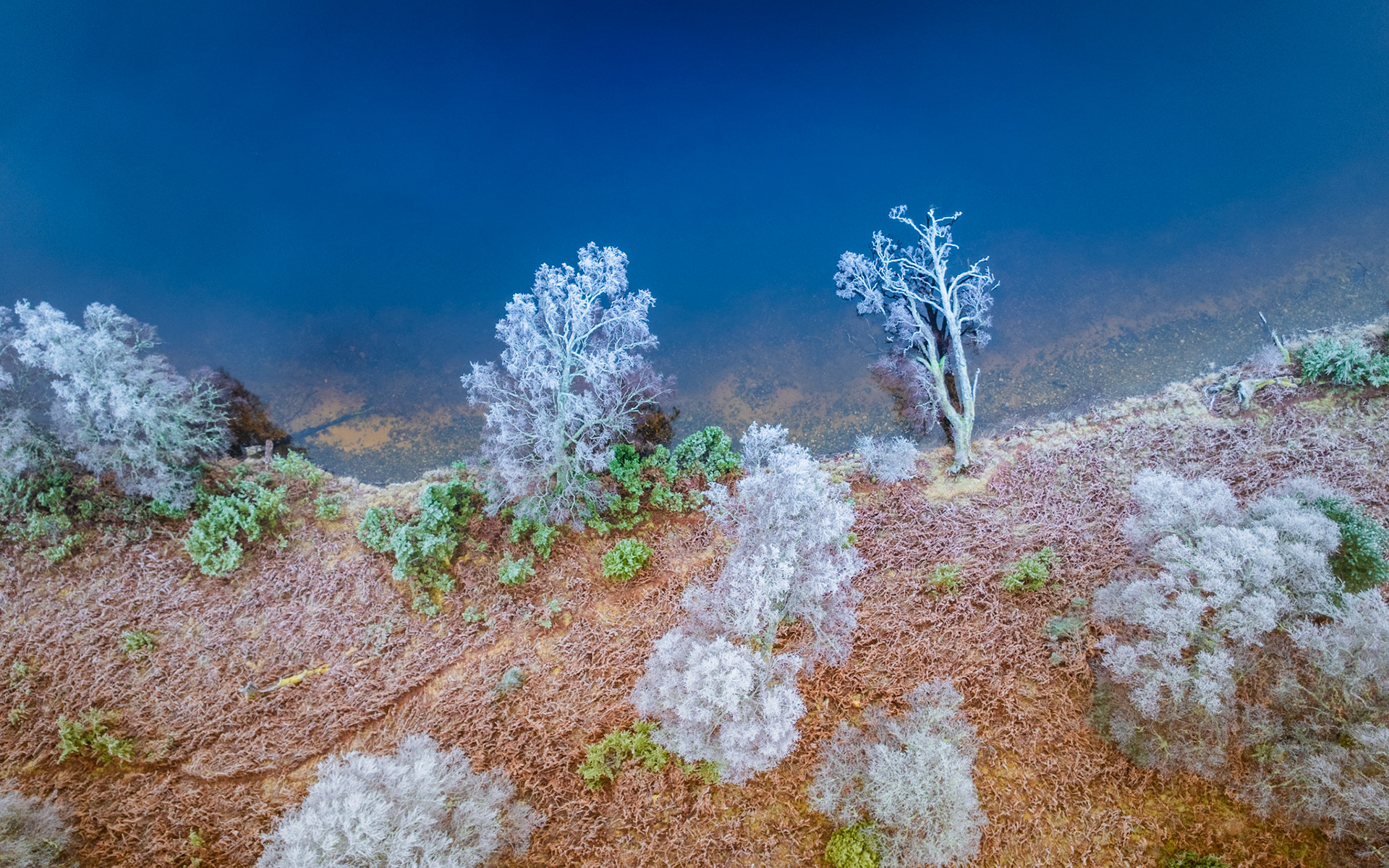 An aerial view of a frost-encrusted lochside in the Cairngorms, December 2025. Hoarfrost coats birch trees and heather along the shoreline, their white forms suspended between the tawny moorland and the deep blue-grey mirror of still water. The tilted perspective dissolves conventional horizon, reducing the scene to texture and tonal contrast.