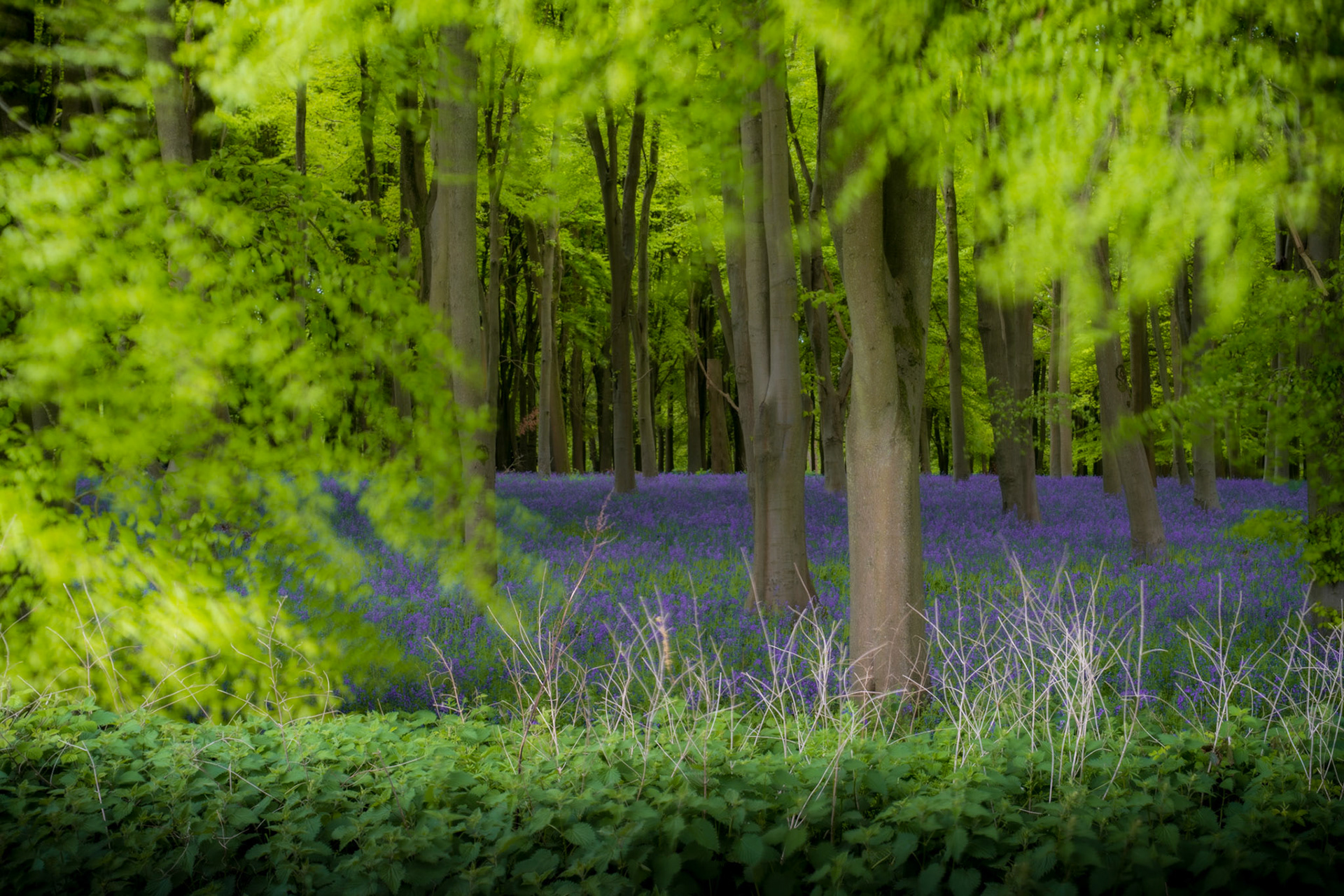 A dense carpet of bluebells spreads beneath newly leafed beech trees in the Chilterns, Oxfordshire, viewed through a frame of foreground foliage rendered soft by a wide aperture. The layering of lime-green canopy against the violet floor creates a strong complementary contrast characteristic of British ancient woodland in early May. Diffuse overcast light suppresses harsh shadows and sustains an even, cool luminosity across the scene.