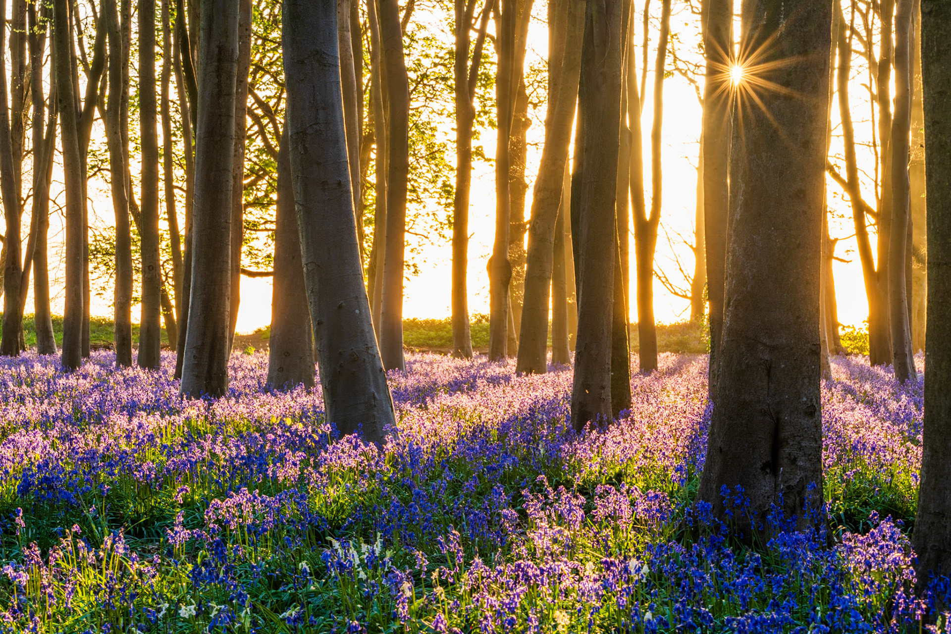 Sunrise in this beautiful beechwood creates magical light and shadows across the carpet of bluebells. Captured in Badbury Wood, Oxfordshire.