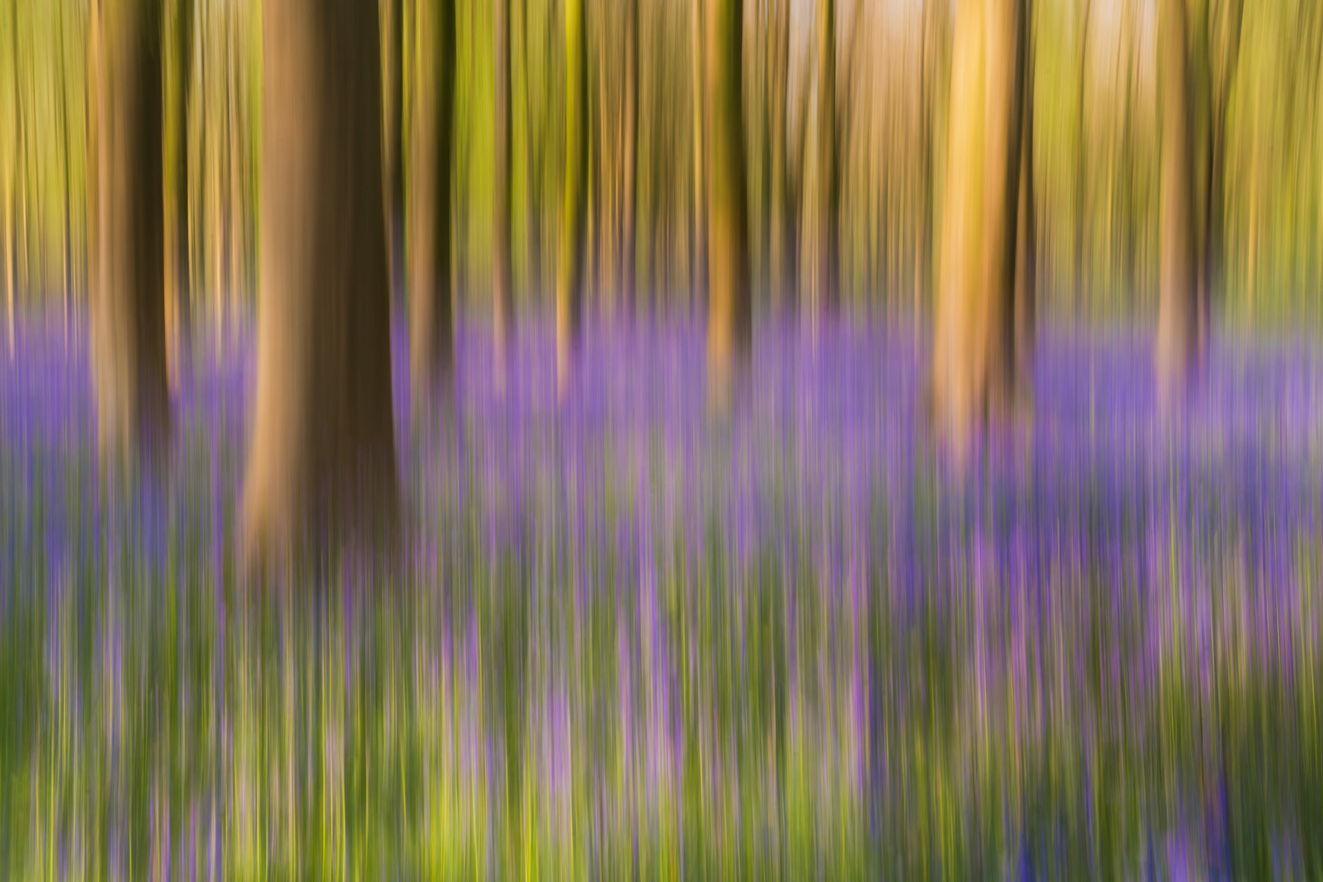 Bluebells and beech trees dissolve into colours and shapes in this ICM (Intentional Camera Movement) photograph. When Mist or Fog is not present, you can start to experiment with compositions like this, getting more creative and testing out new techniques.