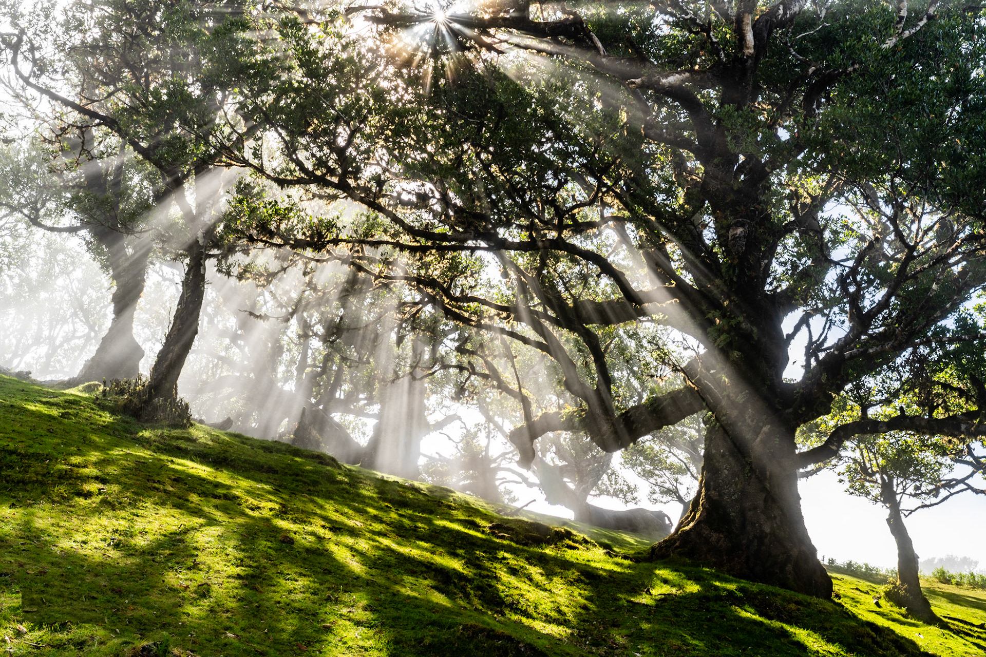 Crepuscular rays pierce the canopy of ancient Til laurel trees on a mist-laden slope, the low sun fracturing into a starburst through interlocking branches. Ground fog diffuses the light into distinct shafts, throwing sharp shadows across the moss-carpeted hillside. The scene is consistent with the laurisilva forest of Fanal, Madeira, a UNESCO-listed relict habitat of the Macaronesian laurel forest.