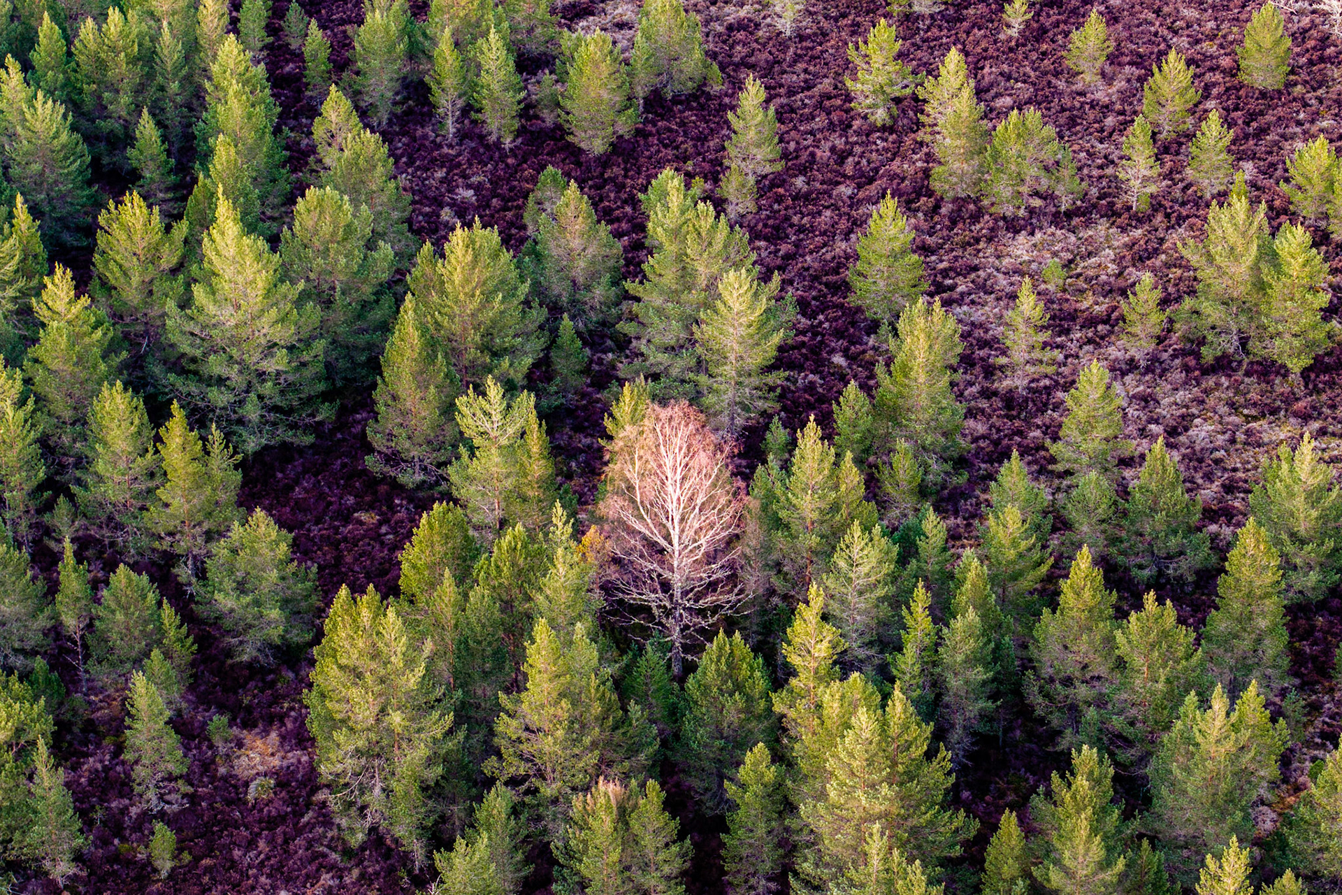 A single leafless birch, its pale branches luminous against a sea of young Scots pines, stands exposed within a mosaic of heather moorland near Aviemore. The overhead perspective flattens the forest into a repeating pattern of conical crowns, disrupted only by this one skeletal form at the centre. The dead or dormant tree reads as both anomaly and anchor, giving the abstract composition an unexpected stillness.