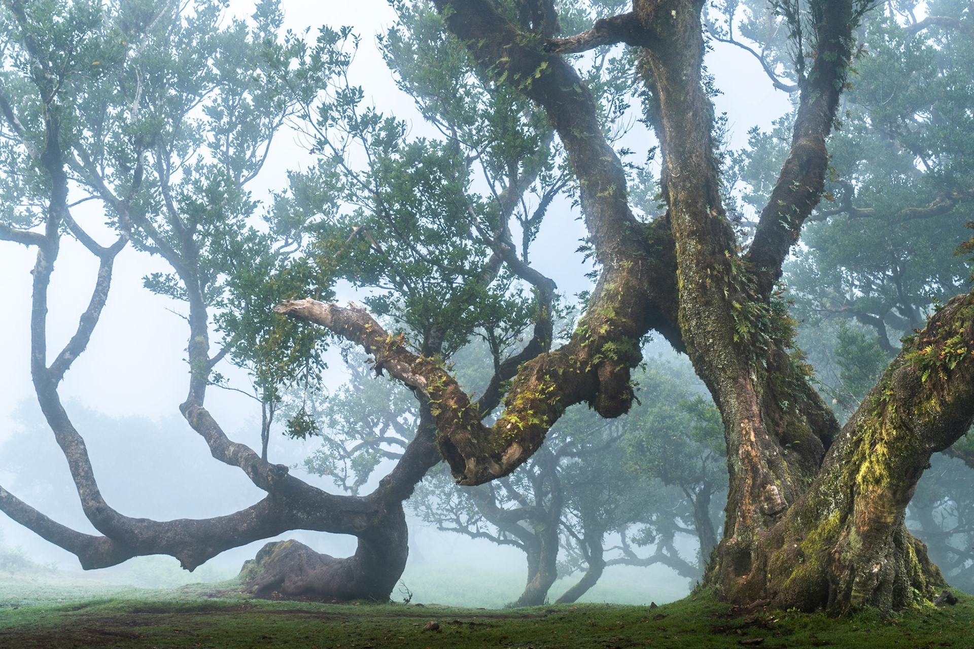 Veteran laurisilva trees emerge from low cloud in the Fanal plateau, Madeira. The contorted limbs of centuries-old til and laurel recede into mist, their moss-laden bark recording the persistent humidity of this relict forest. Diffuse light flattens contrast just enough to let form and atmosphere carry the image.