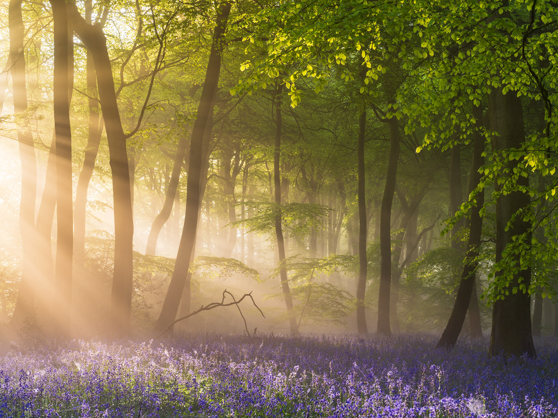Sunrise Sunbeams Springtime Bluebells, Chilterns, UK