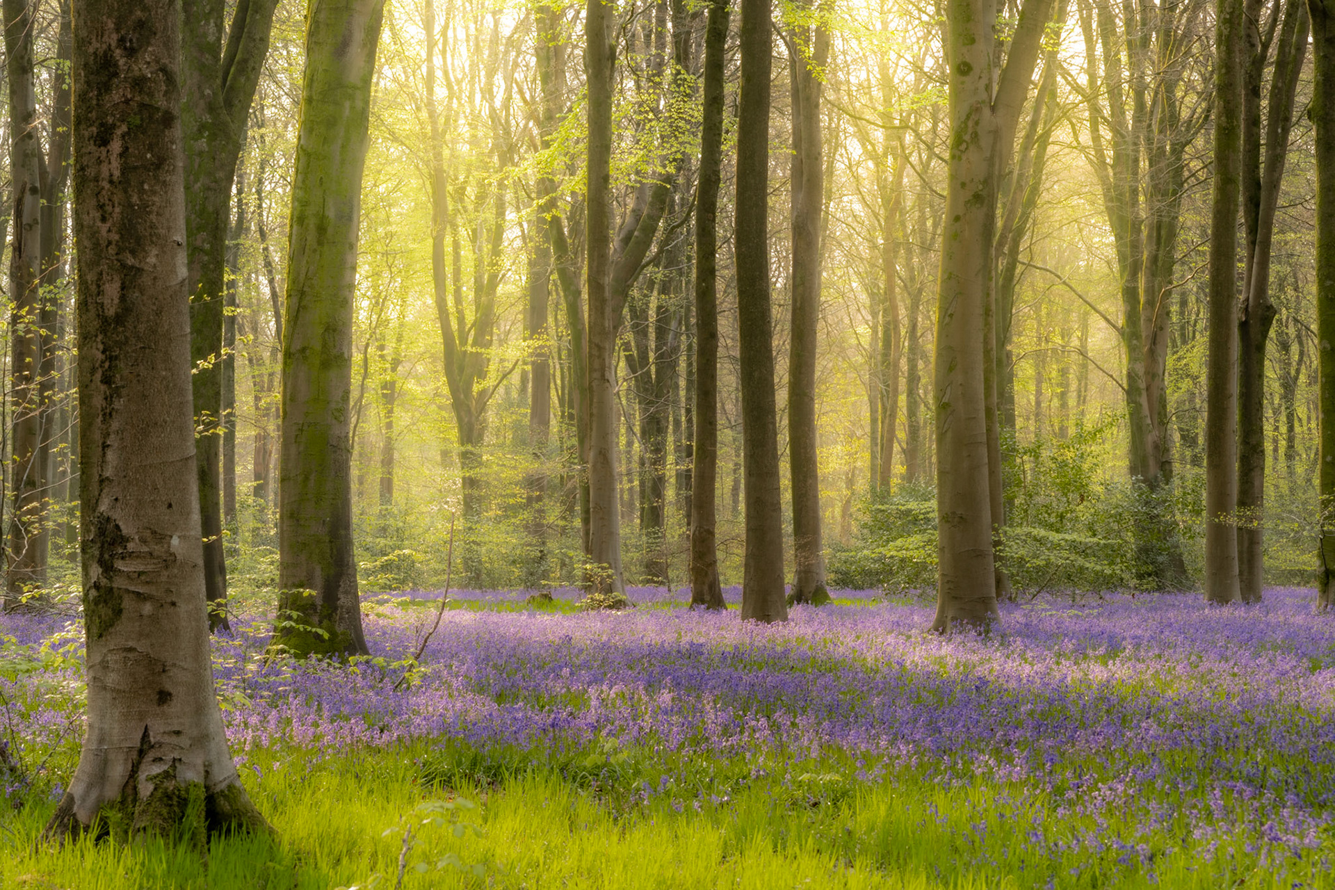 Early morning light filters through a beech woodland at West Woods in Wiltshire, where fresh spring leaf and a dense carpet of bluebells cover the forest floor. Soft mist diffuses the backlight into a warm, luminous haze that separates the trees in receding planes. The combination of complementary violet and yellow-green tones gives the scene an unusual chromatic restraint for this subject.