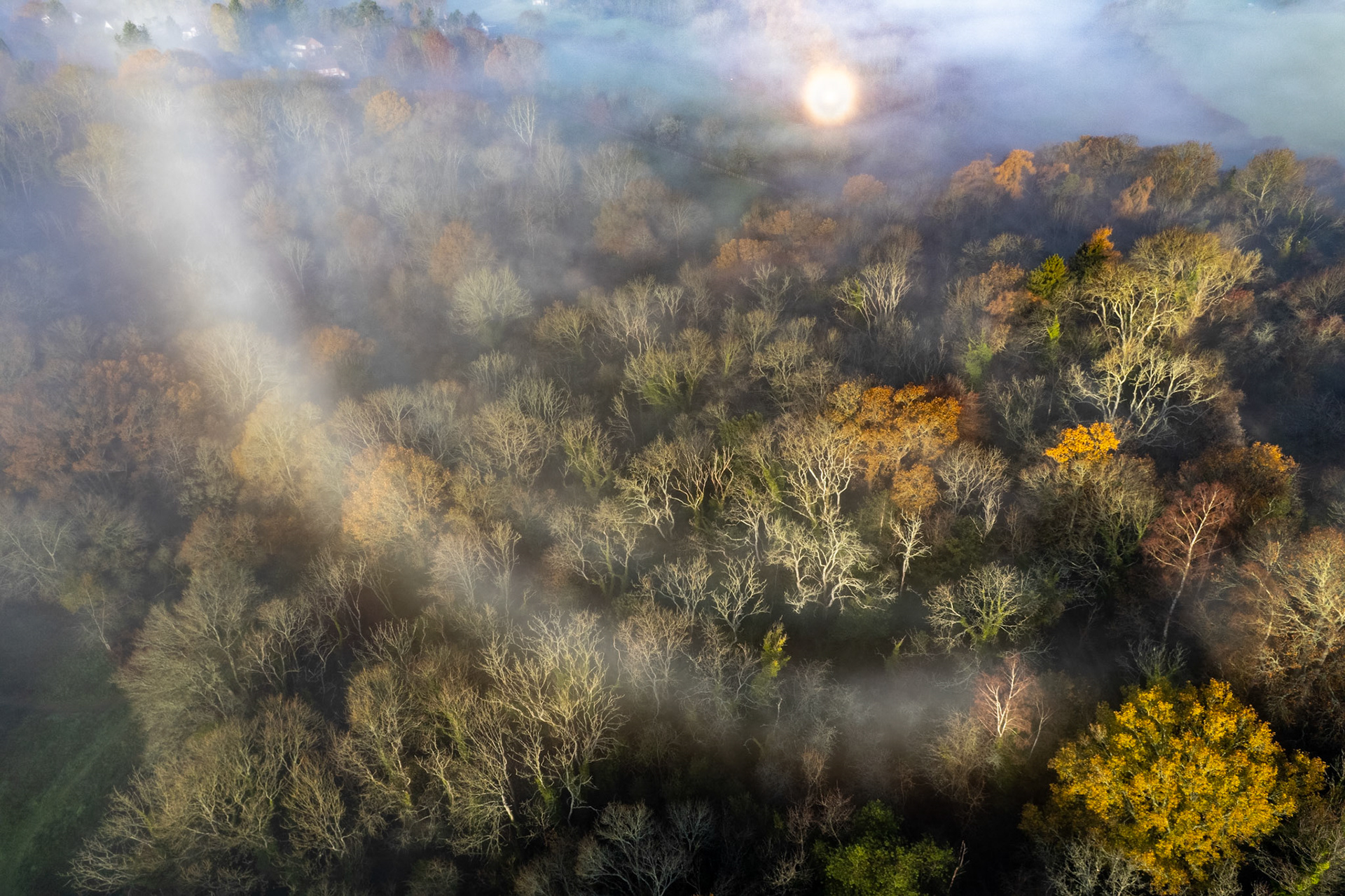 Low morning fog threads between the crowns of a mixed deciduous woodland near Henley-on-Thames, caught from directly above at the moment a diffused sun burns through the upper mist layer. The aerial perspective flattens the canopy into an abstract plane of late-autumn colour — amber, ochre, and bare silver-grey — while tongues of vapour animate the composition with lateral movement. A hint of settlement visible at the upper frame grounds the scene in the settled English landscape.
