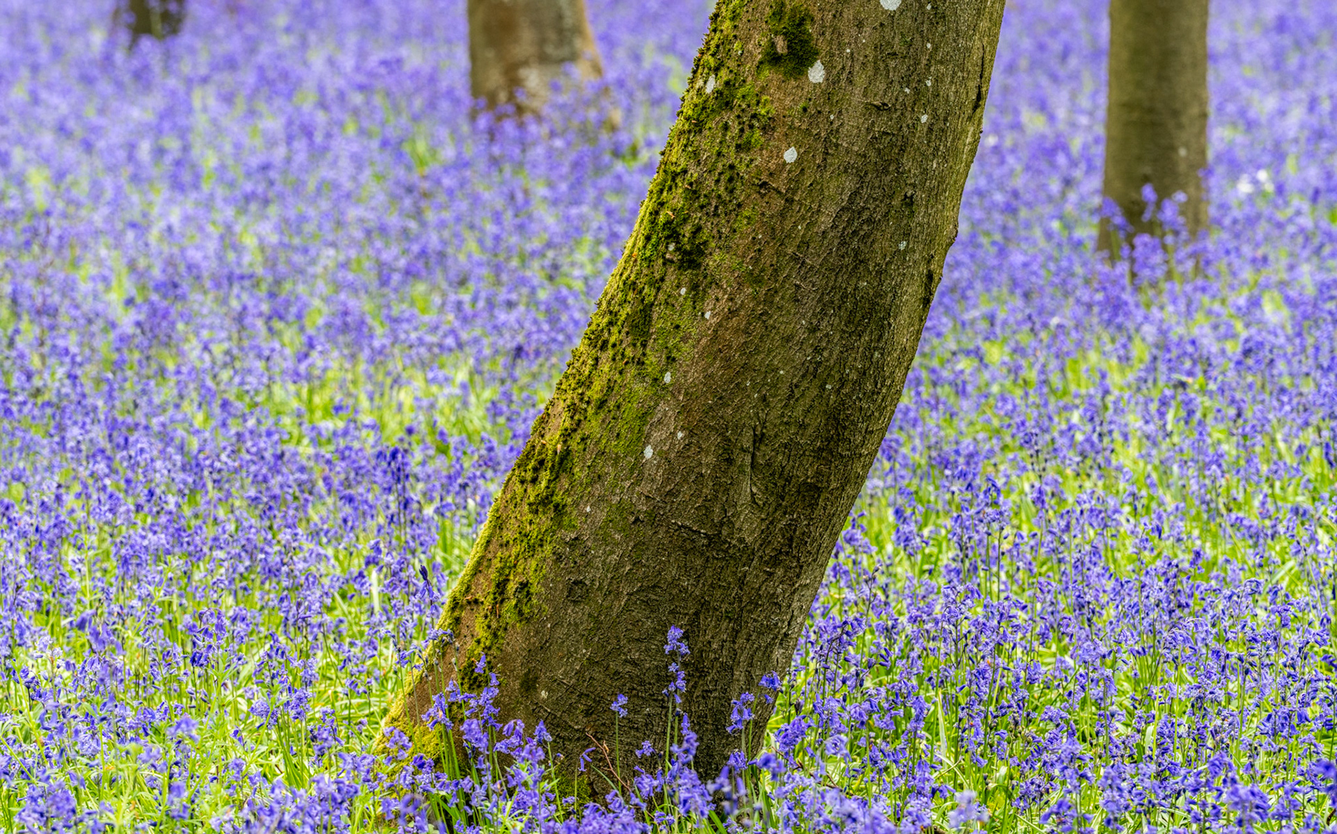 A moss-covered trunk rises from a dense carpet of native bluebells on the woodland floor at Badbury Clump near Faringdon, Oxfordshire. The leaning angle of the tree provides a quiet diagonal against the near-uniform violet ground cover. Soft, diffuse light suggests an overcast spring morning, muting contrast across the scene.