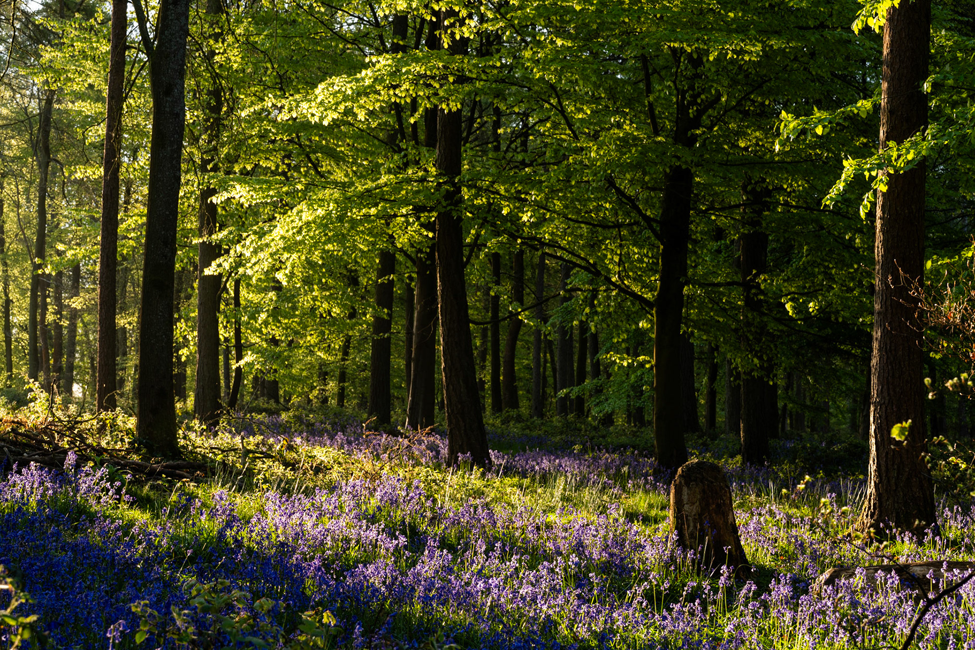 Low dawn light rakes through emerging beech canopy in the Chilterns, Oxfordshire, illuminating a dense carpet of bluebells across the woodland floor. The contrast between sunlit foliage and shadowed trunks creates depth without drama, anchoring the scene in early spring.