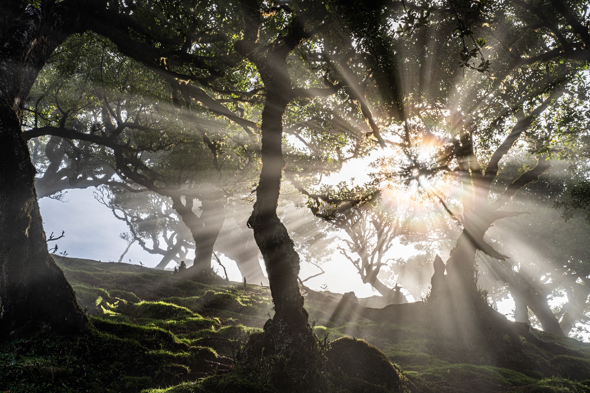 Crepuscular rays pierce the canopy of an ancient laurel forest, illuminating moisture-laden air above a moss-carpeted slope. The gnarled, spreading forms of old-growth Til trees frame the sun as it breaks through low cloud at dawn. The scene captures the primeval character of Macaronesian laurisilva, a habitat unchanged in form since the Tertiary.