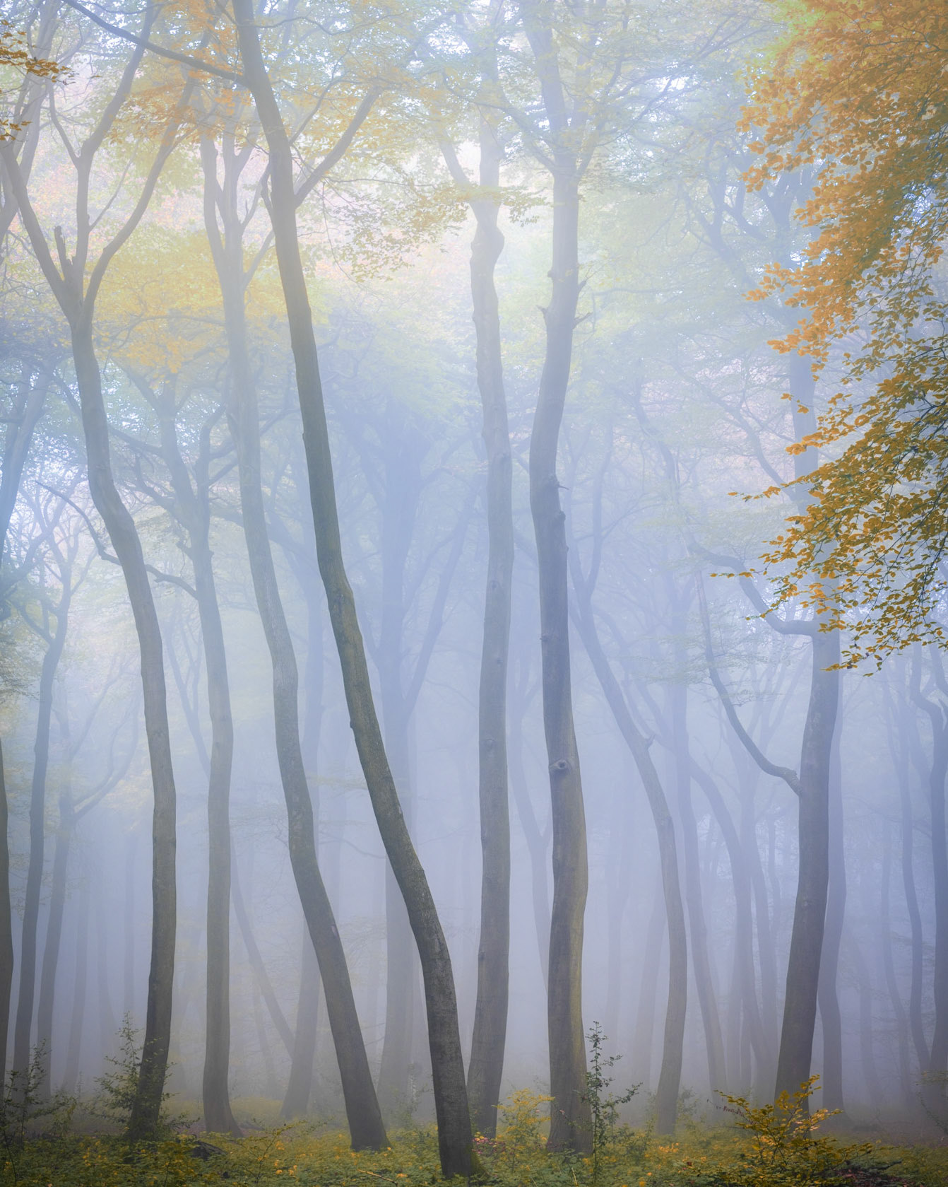Dense autumn fog reduces a stand of beech woodland in the Chilterns, Oxfordshire, to receding layers of grey-blue, the slender trunks holding their form while remaining foliage—yellow and amber—offers the only warmth. The compression of the intimate focal length flattens the depth into something closer to pattern than place, yet the slight lean and curve of individual trees keeps it rooted in the specific. Captured at dawn on the last day of October.