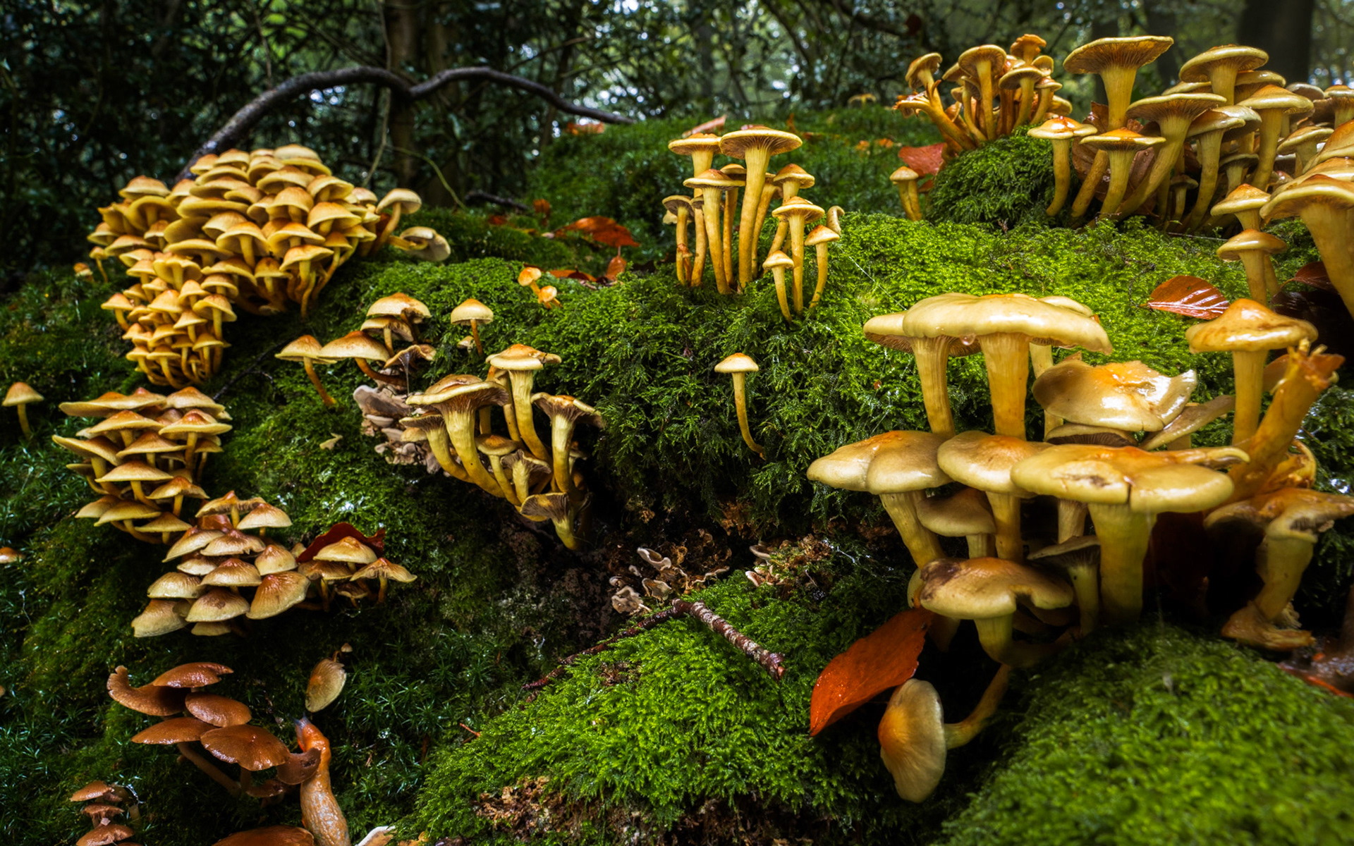 Where Pixies Dwell - Fungi grows in abundence on this fallen beech stump. BWPA 2026 Edition 14 Book Inclusion