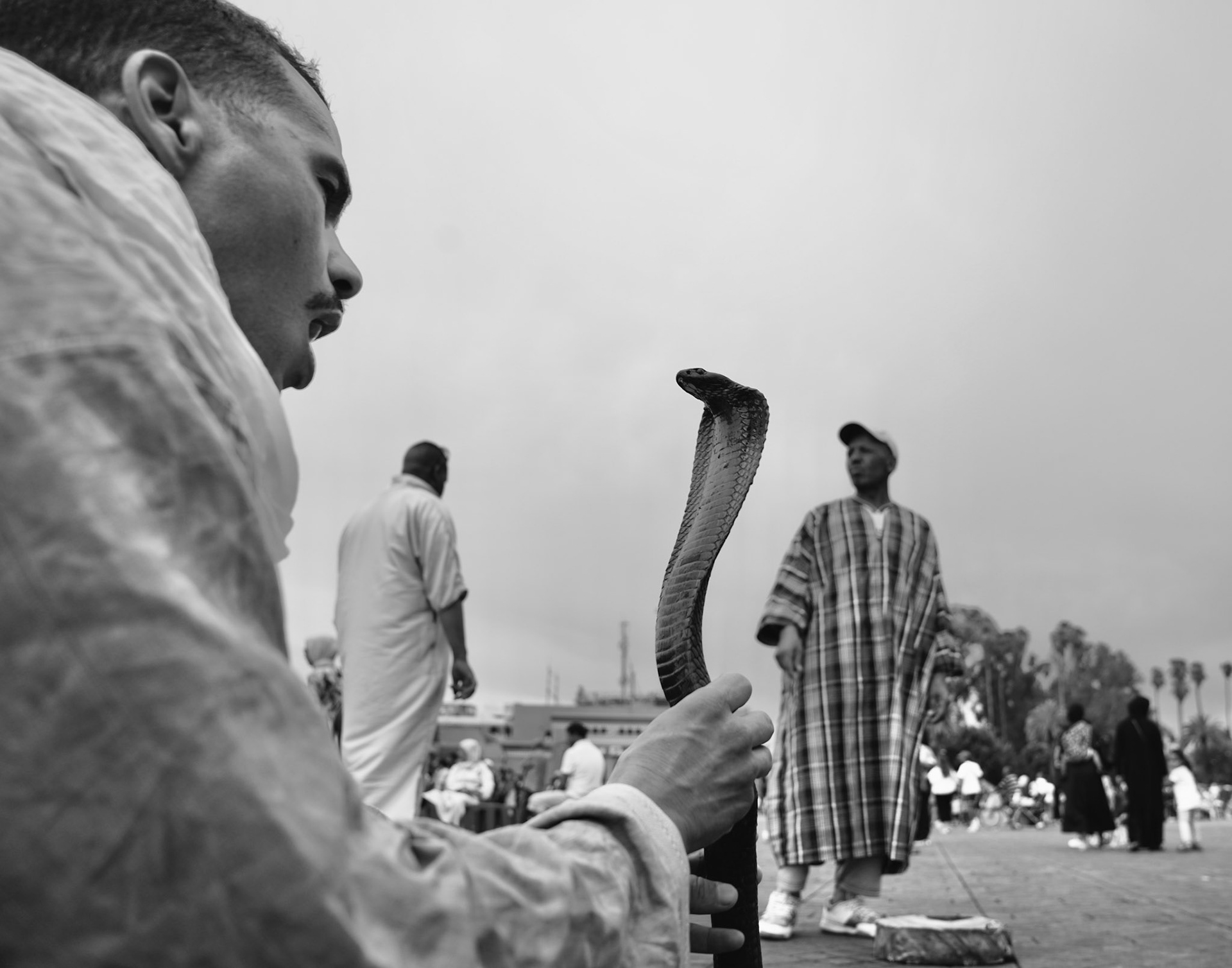 A black snake held by a snake charmer in Marrakech, Morocco