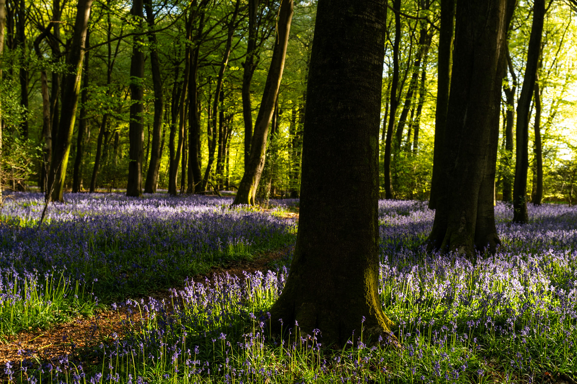 Low April dawn light cuts laterally through a beech woodland floor in the Chilterns, Oxfordshire, carpeted in native bluebells, the backlighting separating individual stems from deep shadow at the tree bases. The dominant foreground trunk anchors a composition that recedes into lime-green fresh canopy illuminated from the right. Dappled contrast between sunlit pools and shadow gives the scene structural weight without mist or atmosphere to fully resolve the depth.