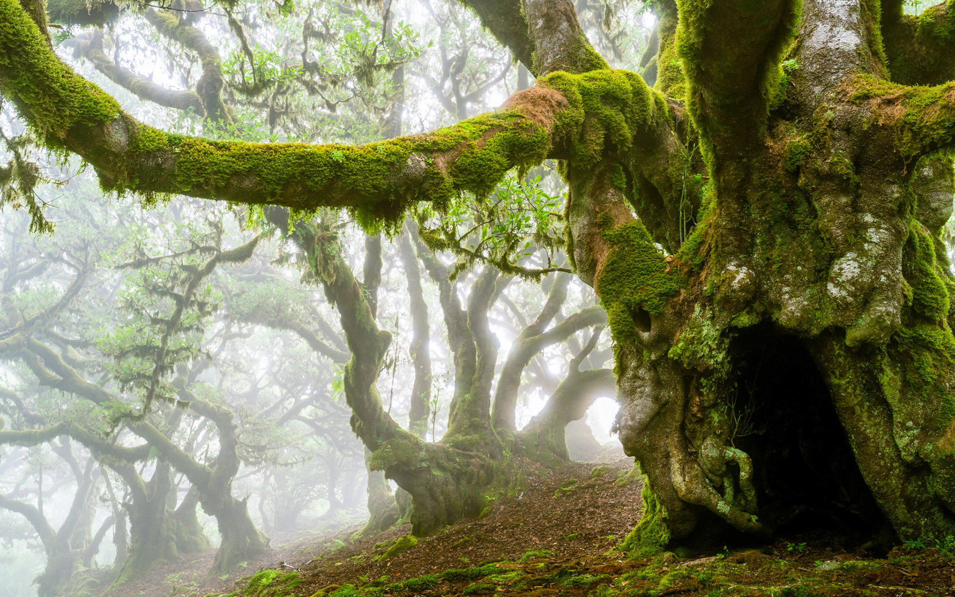 A gnarled laurisilva tree dominates the foreground, its bark and sweeping branches thick with vivid moss, while fog dissolves the forest into pale silhouettes behind. The hollowed trunk and arching limb overhead create a natural frame that draws the eye deep into the receding woodland. Captured in still, diffuse morning light, the scene conveys both the antiquity and the ecological richness of a Madeiran laurel forest.