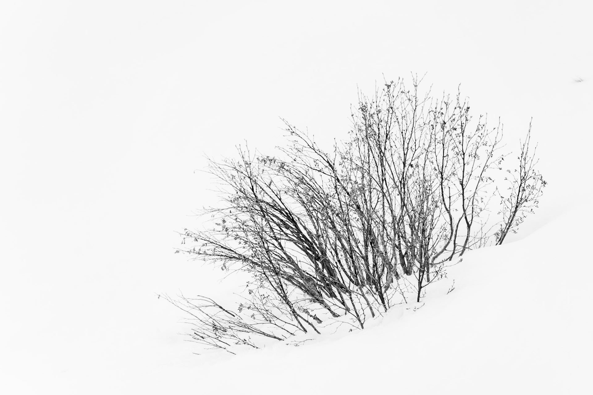 A leafless shrub emerges from deep snow, its windswept stems fanning left against an expanse of unbroken white. The monochrome conversion strips the scene to pure line and tone, placing the tangled branch structure in stark relief against the featureless ground and sky. The near-total absence of reference points turns a simple plant into something closer to calligraphy.