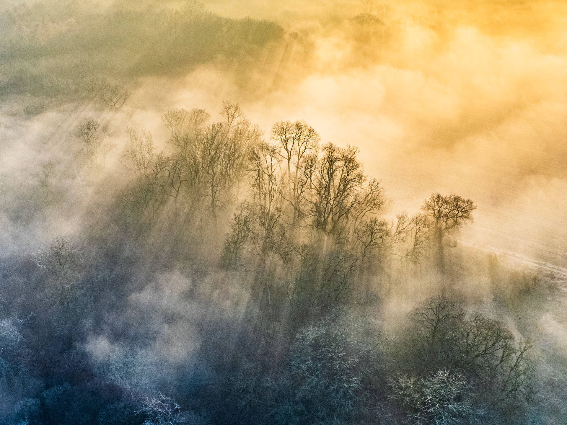 Crepuscular rays penetrate a fog layer over bare-branched woodland near Abingdon-on-Thames, caught from altitude at first light on a frost-held March morning. The diagonal ridgeline of trees divides warm amber light above from cold blue shadow below, the mist acting as a screen on which the beams are made legible. An aerial vantage strips the scene to pure atmosphere and structure.