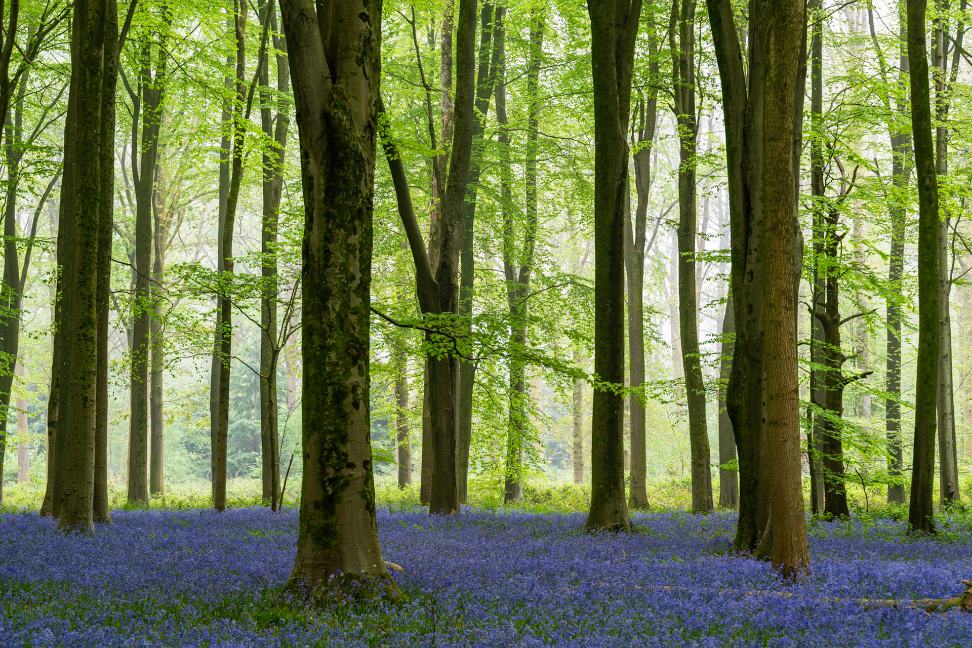 A carpet of bluebells covers the floor of a mature beech woodland in Micheldever Wood, Hampshire, in early spring, the fresh canopy backlit by diffuse dawn light that dissolves the mid-distance into soft mist. The vertical rhythm of the trunks organises the composition without rigidity, while the complementary contrast of violet and yellow-green carries the image's quiet tension. Minimal haze gives depth without obscuring detail in the foreground flora.