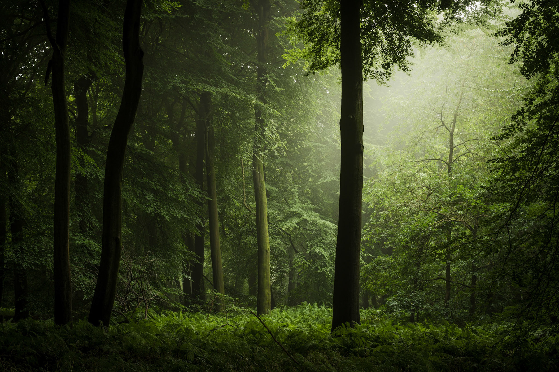 Diffuse morning mist lifts through a mature broadleaf woodland in the Chilterns, Oxfordshire, backlighting a canopy of summer beech and oak and reducing the mid-ground to soft planes of green. Ferns carpet the floor between straight-trunked beeches, anchoring the composition while the illuminated fog dissolves detail towards the upper frame. The restrained palette and quiet tonal separation give the image a contemplative stillness unusual for high summer.