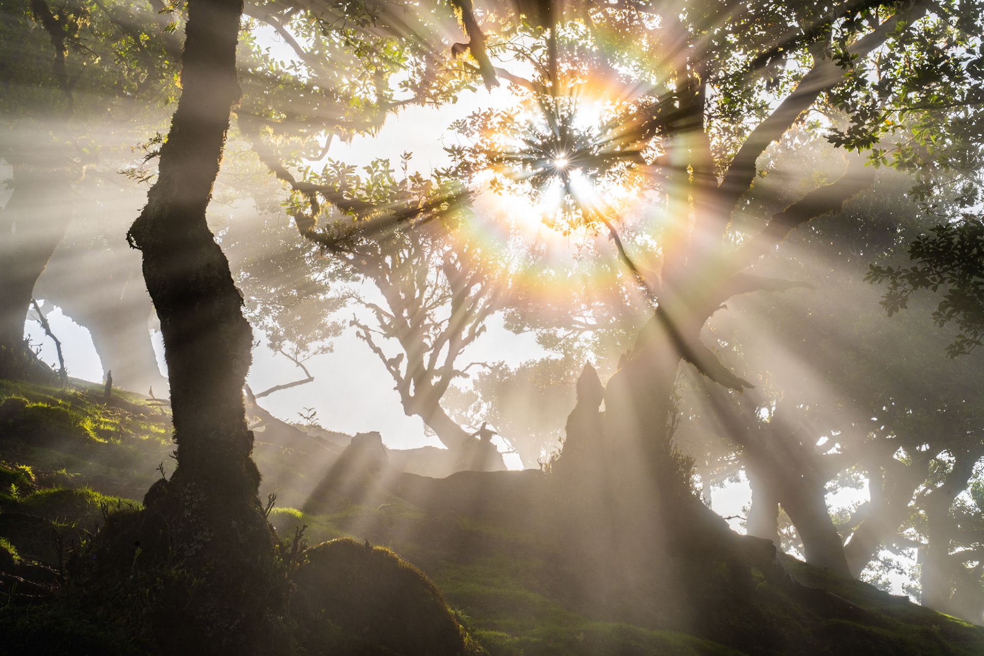 Crepuscular rays fan through the canopy of a laurisilva woodland as low mist lingers between moss-covered trunks at dawn. The starburst sun, partially occluded by interlocking branches, illuminates suspended moisture in near-theatrical shafts, while the forest floor remains deep in shadow. The stillness of the scene and restraint in the edit give the image a quality closer to observation than spectacle.