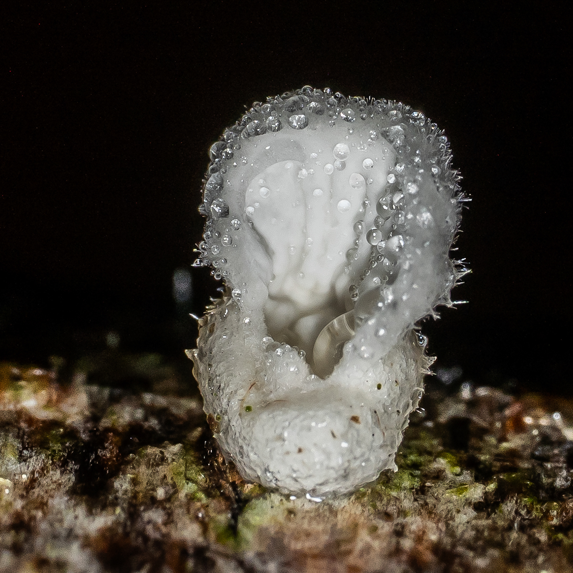 A tiny mushroom grows on a falen trunk,  covered in tiny dew drops. Captured on the Sigma 105mm Macro Art Lens. 
