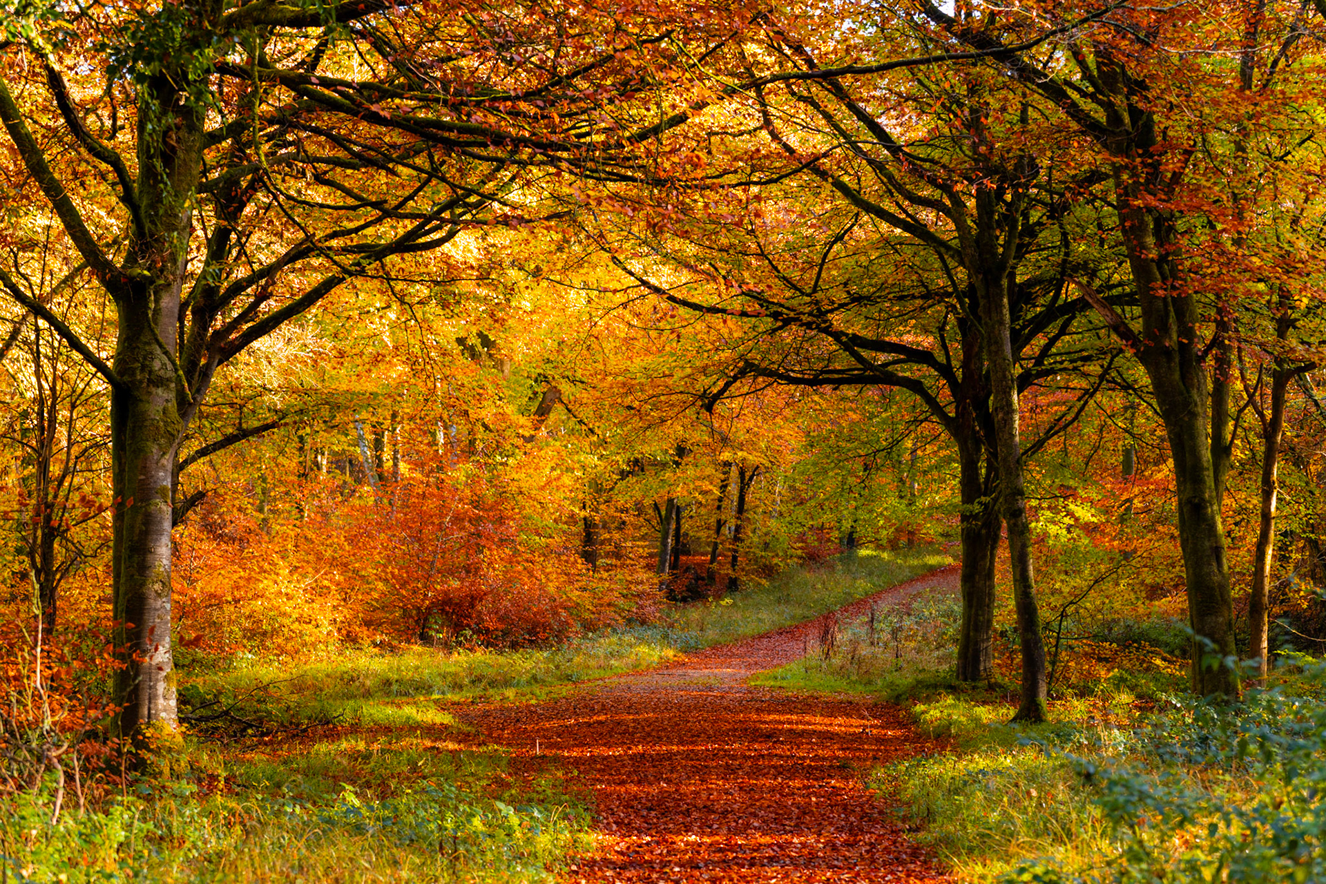 A leaf-carpeted path curves between mature beech trees in the Chilterns, Oxfordshire, the canopy holding peak amber and russet colour. Soft directional light from the south-east separates the warm tones above from the shadowed trunks below. The undulating Chiltern ground and receding path give depth without a strong focal anchor.