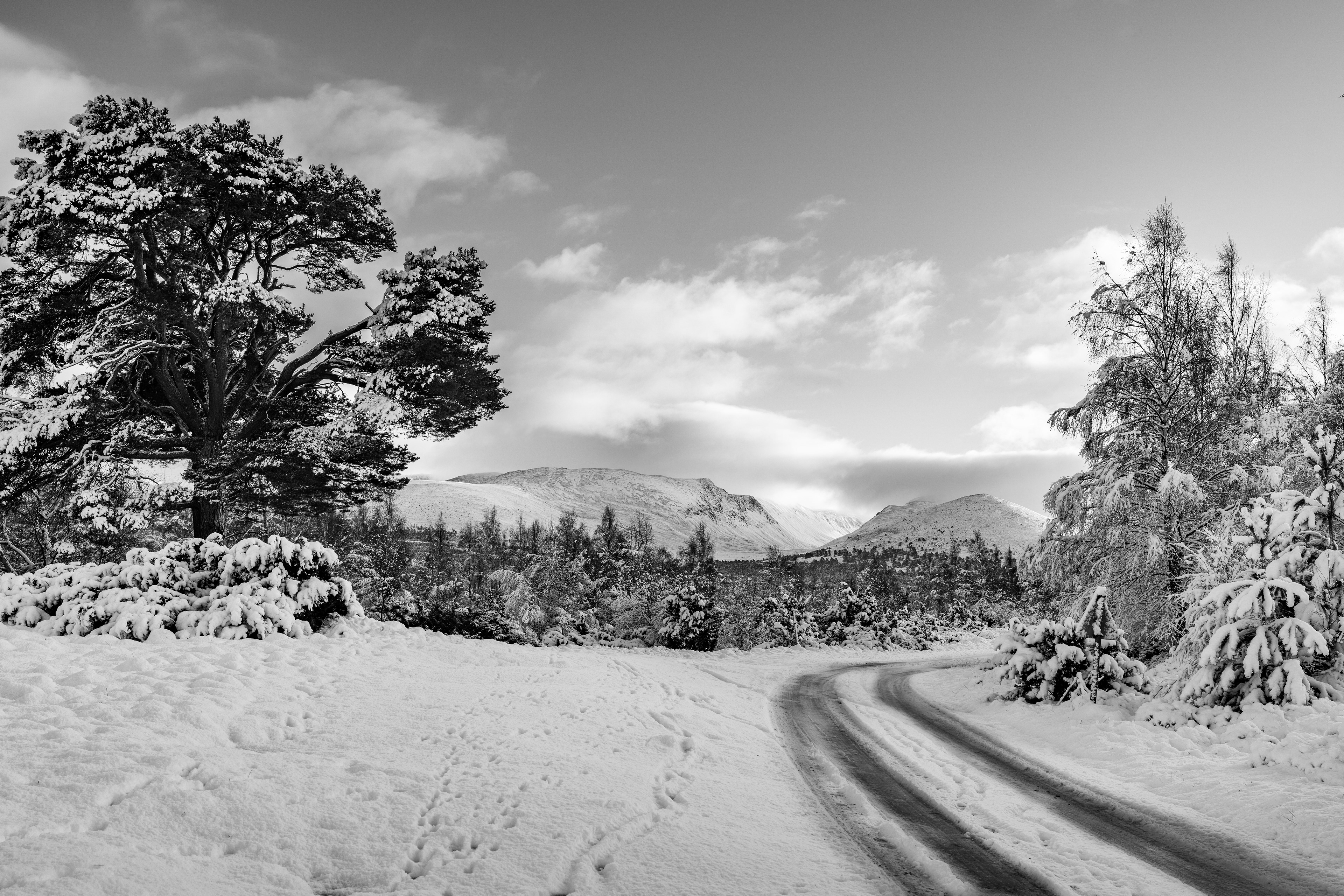 Deep inside a Caledonian Forest Woodland, where ancient trees are covered in heavy snow looking towards the Cairngorm Mountains. Christopher Harrison - Travel Photographer of the Year 2024 - Finalist