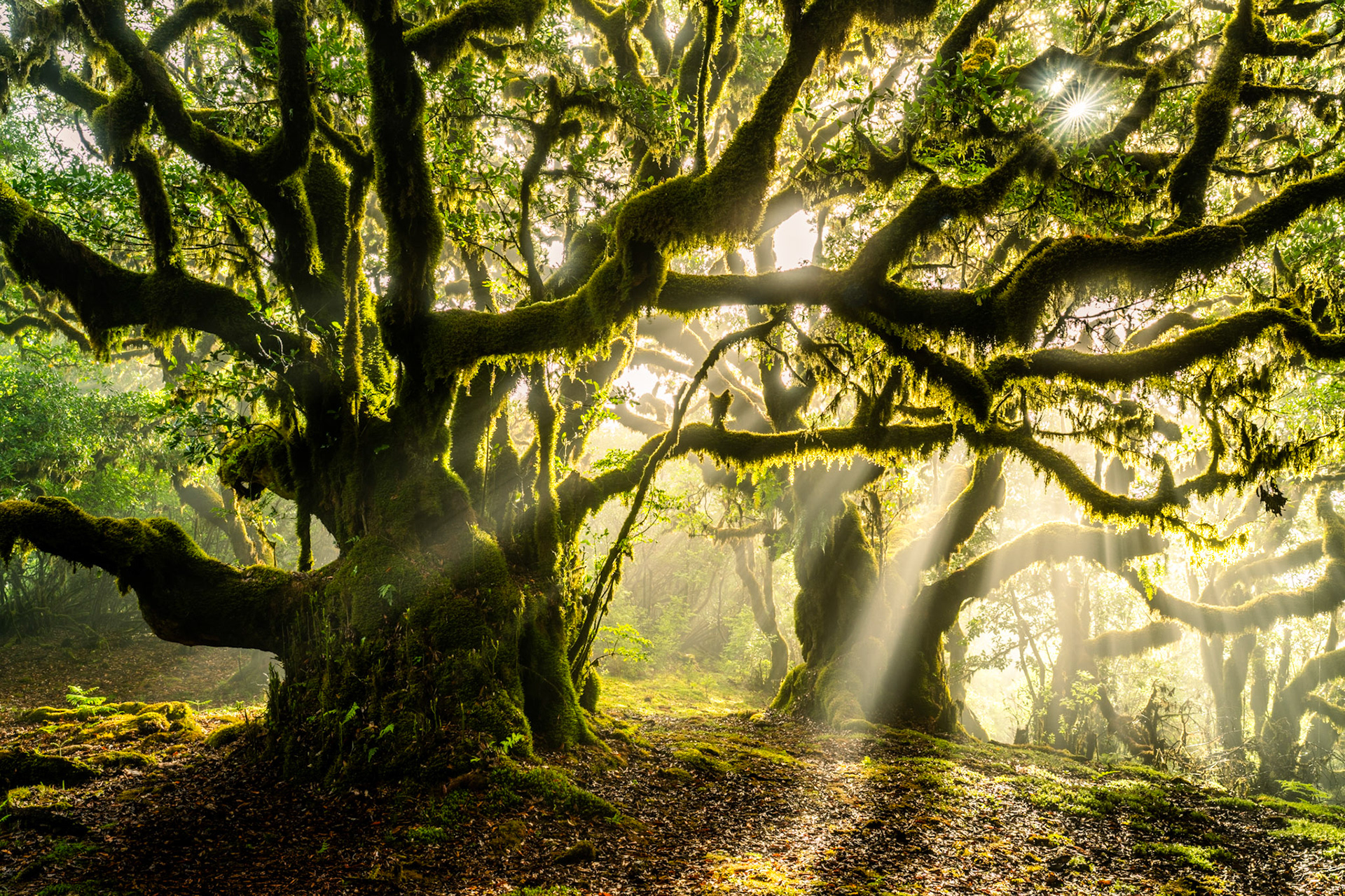 Crepuscular rays break through a canopy of ancient moss-draped laurel trees in the laurisilva forest of Madeira, the low morning sun casting discrete shafts through residual cloud mist. The gnarled, lichen-encrusted boughs and hanging epiphytes frame a path of leaf litter, giving the scene a quality of great antiquity. The starburst sun in the upper right anchors the light source with precision.