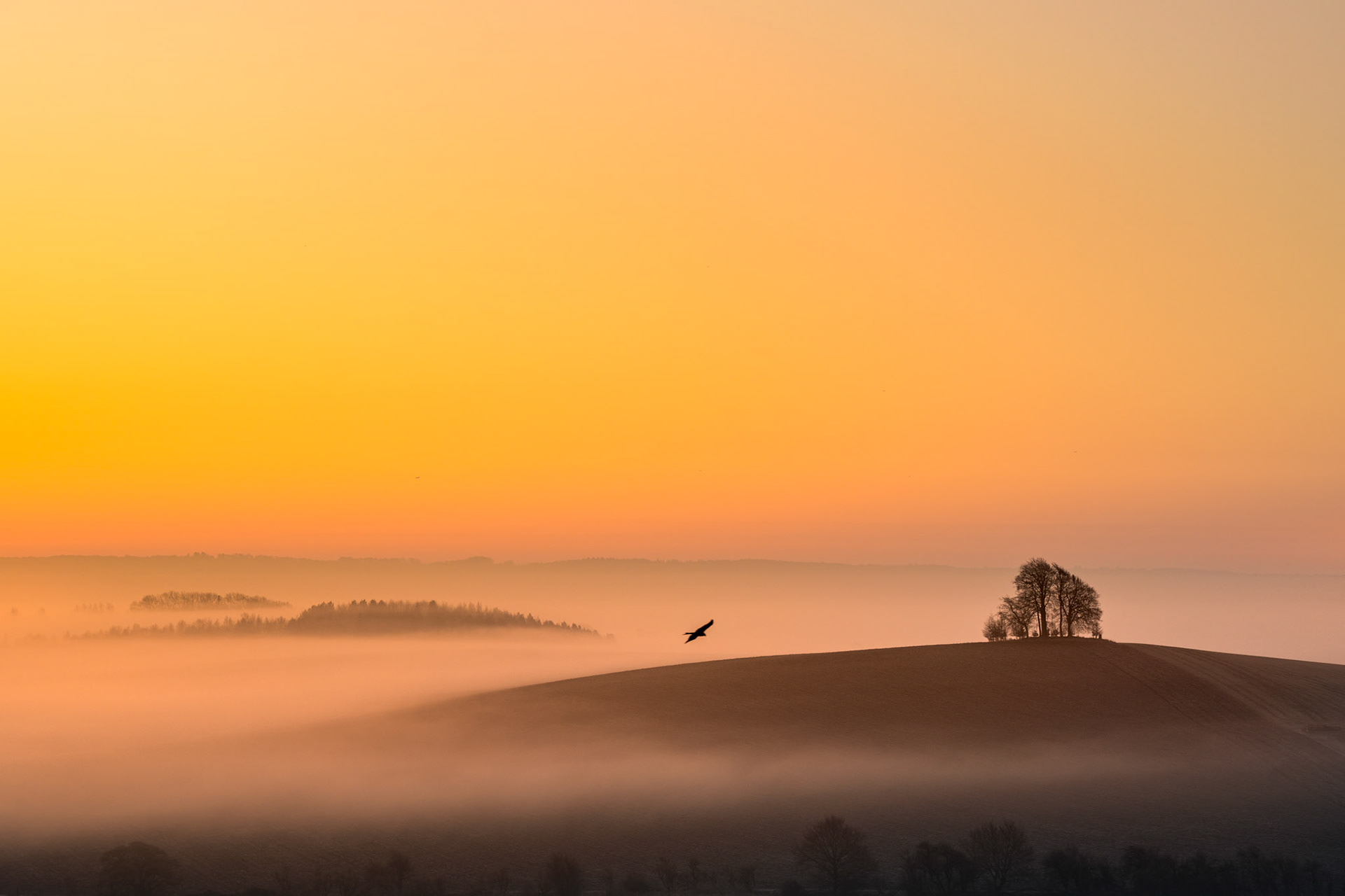 A bird of prey crosses a mist-filled valley at dawn in early March above the low ground near Brightwell Barrow, its silhouette suspended between the bare-crowned hilltop copse of the Wittenham Clumps and the fog-islands of woodland below. Temperature inversion has pooled the mist in the Oxfordshire vale, leaving the rounded hill clear and luminous against a soft amber sky. The fortuitous placement of the bird gives the image a precise, unrepeatable quality.