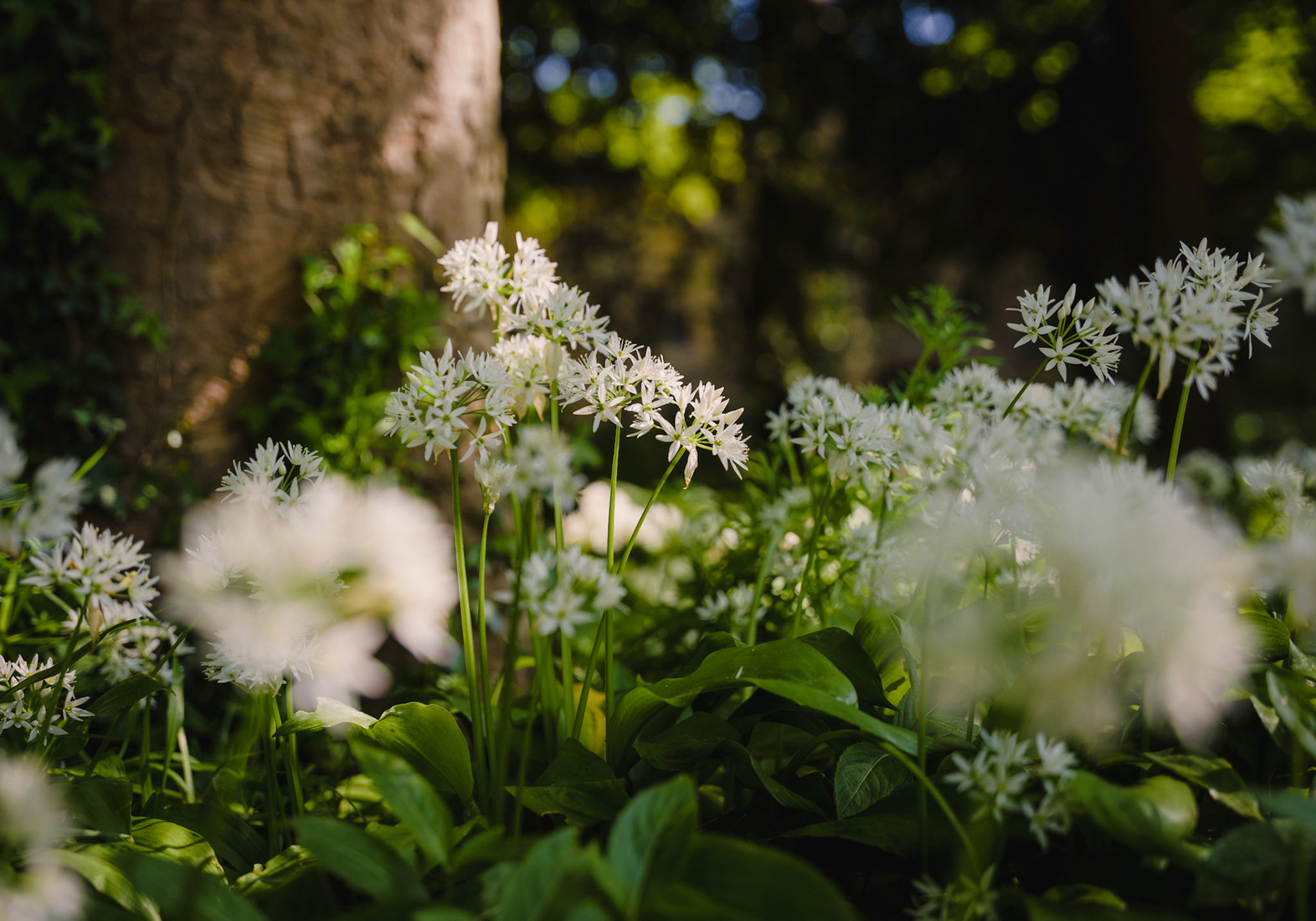 Wild Garlic in a woodland in North Yorkshire, England
