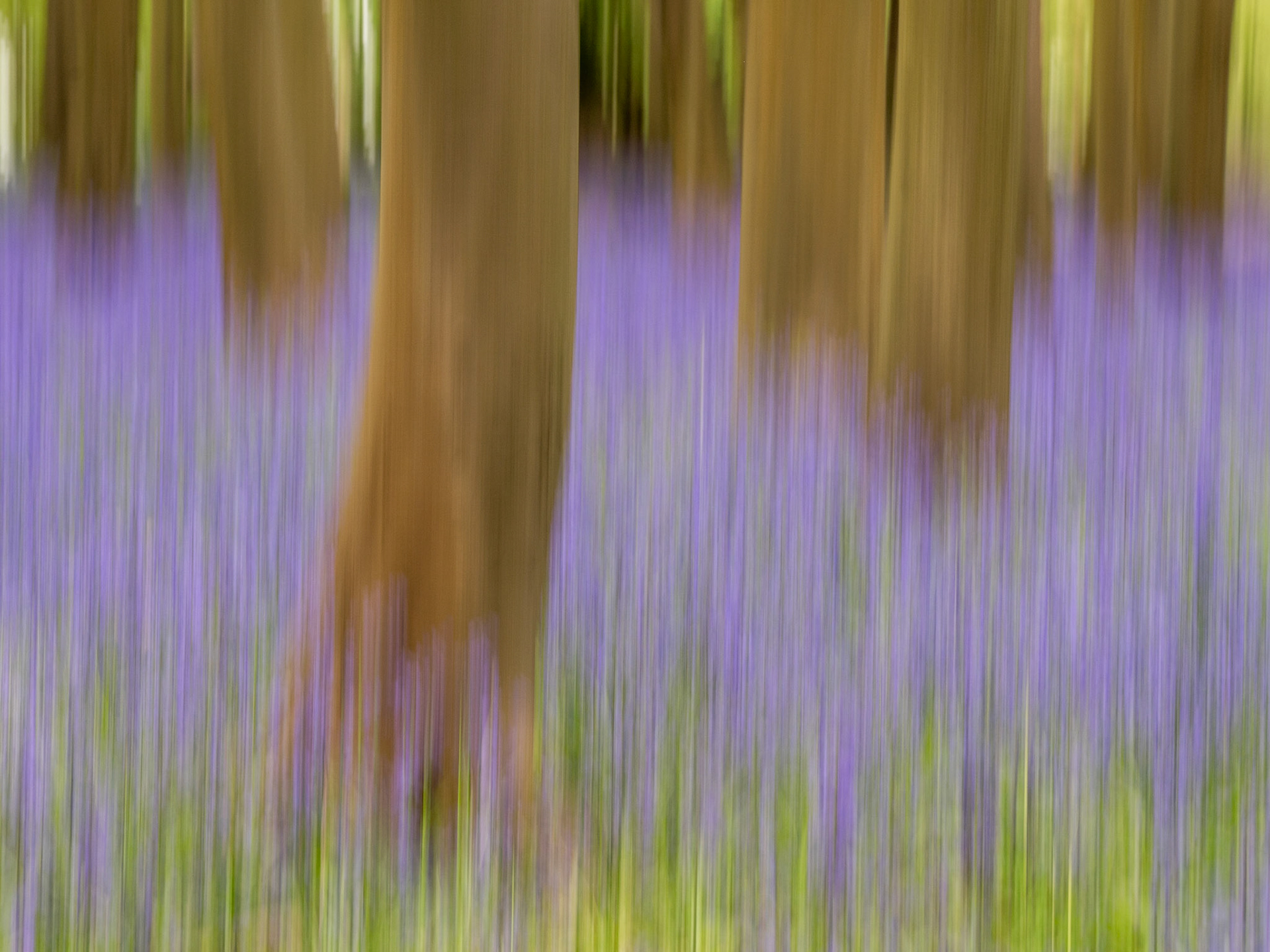 An intentional camera movement exposure resolves a bluebell-carpeted beech woodland at Badbury Clump near Faringdon, Oxfordshire into vertical streaks of violet and warm brown. The technique abstracts the familiar spring scene into something closer to pigment than photograph, the tree trunks anchoring just enough structure to preserve context. Captured in the early hours of an April morning.