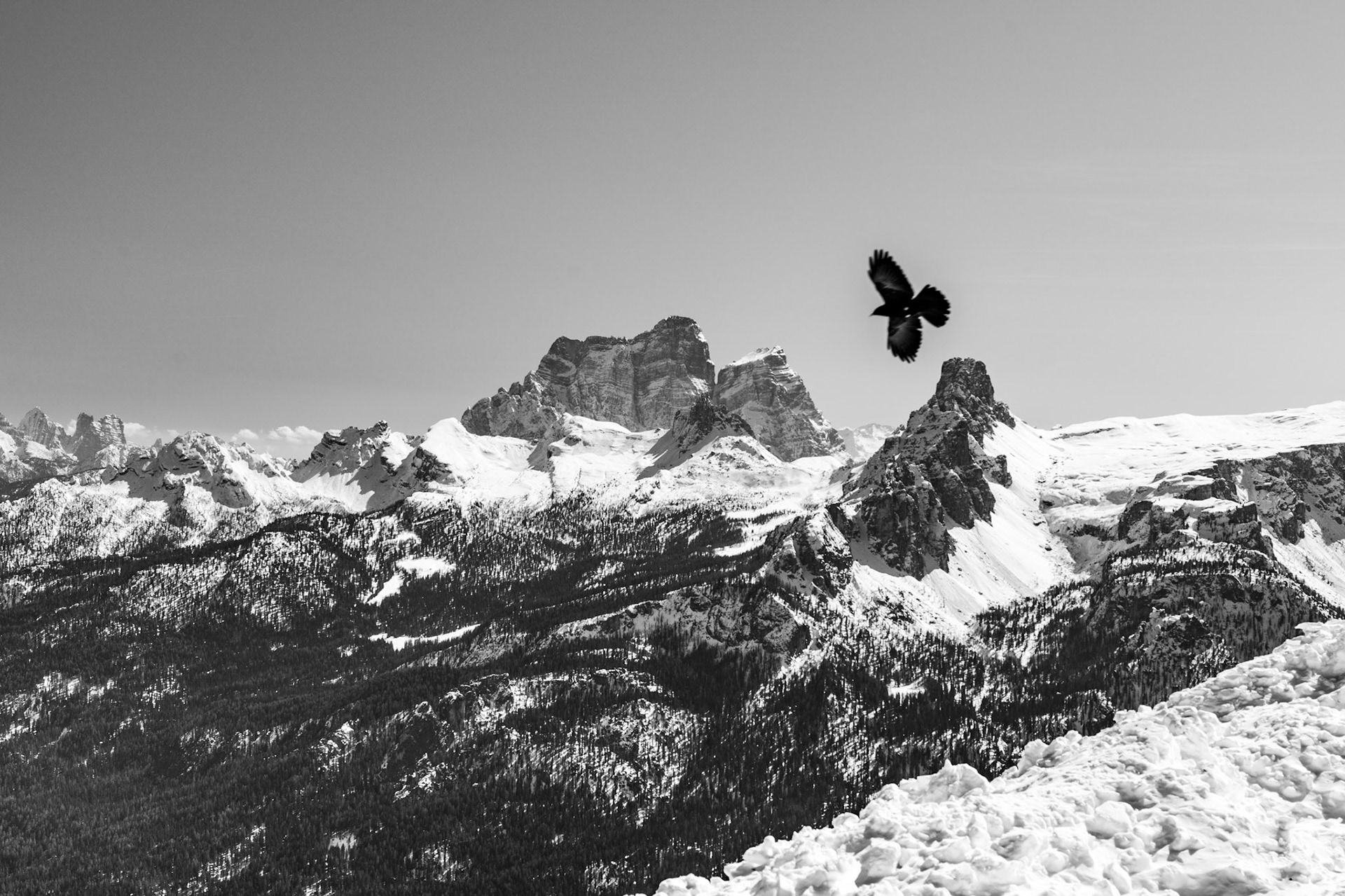 A alpine chough launches from a high snowfield above a vast winter panorama of snow-laden peaks and conifer-clad ridges, its dark silhouette suspended mid-flight against a pale sky. The graphic contrast between the bird's spread wings and the monumental rock faces behind compresses distance and scale into a single decisive moment. Converted to monochrome, the image strips the scene to tone and form, allowing the bird to anchor an otherwise expansive and uninterrupted alpine view.