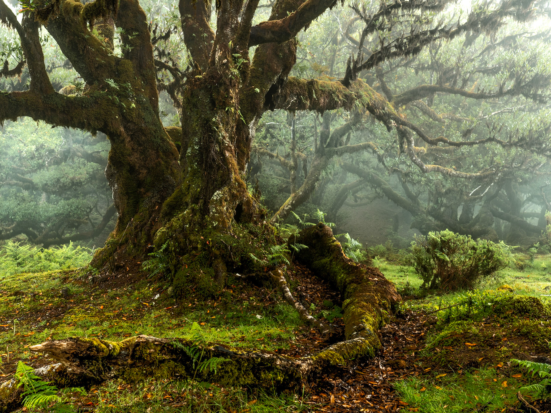 A veteran laurisilva tree anchors the foreground of Madeira's ancient laurel forest, its moss-laden trunk and serpentine surface roots commanding the frame while fog softens the receding canopy into pale abstraction. The close viewpoint and low angle emphasise age and mass, the surrounding ferns and mosses lending a Tertiary-era stillness to the scene.