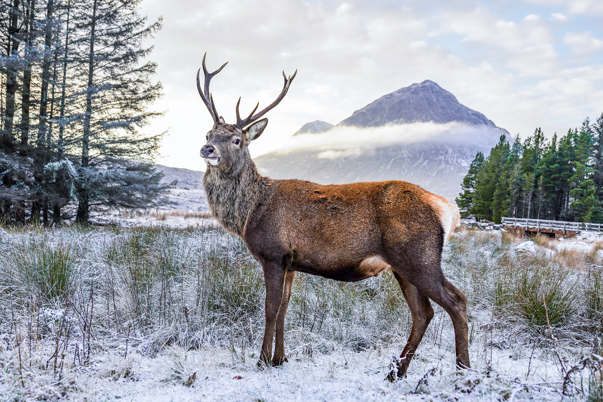 A red deer stag stands broadside on frost-bitten moorland, its breath just visible in the still air. Behind it, a conical Highland peak — likely Buachaille Etive Mòr in Glencoe — emerges from low cloud, framed by Scots pine and frost-white grass. The flat December light strips sentiment from the scene, leaving weight and cold.