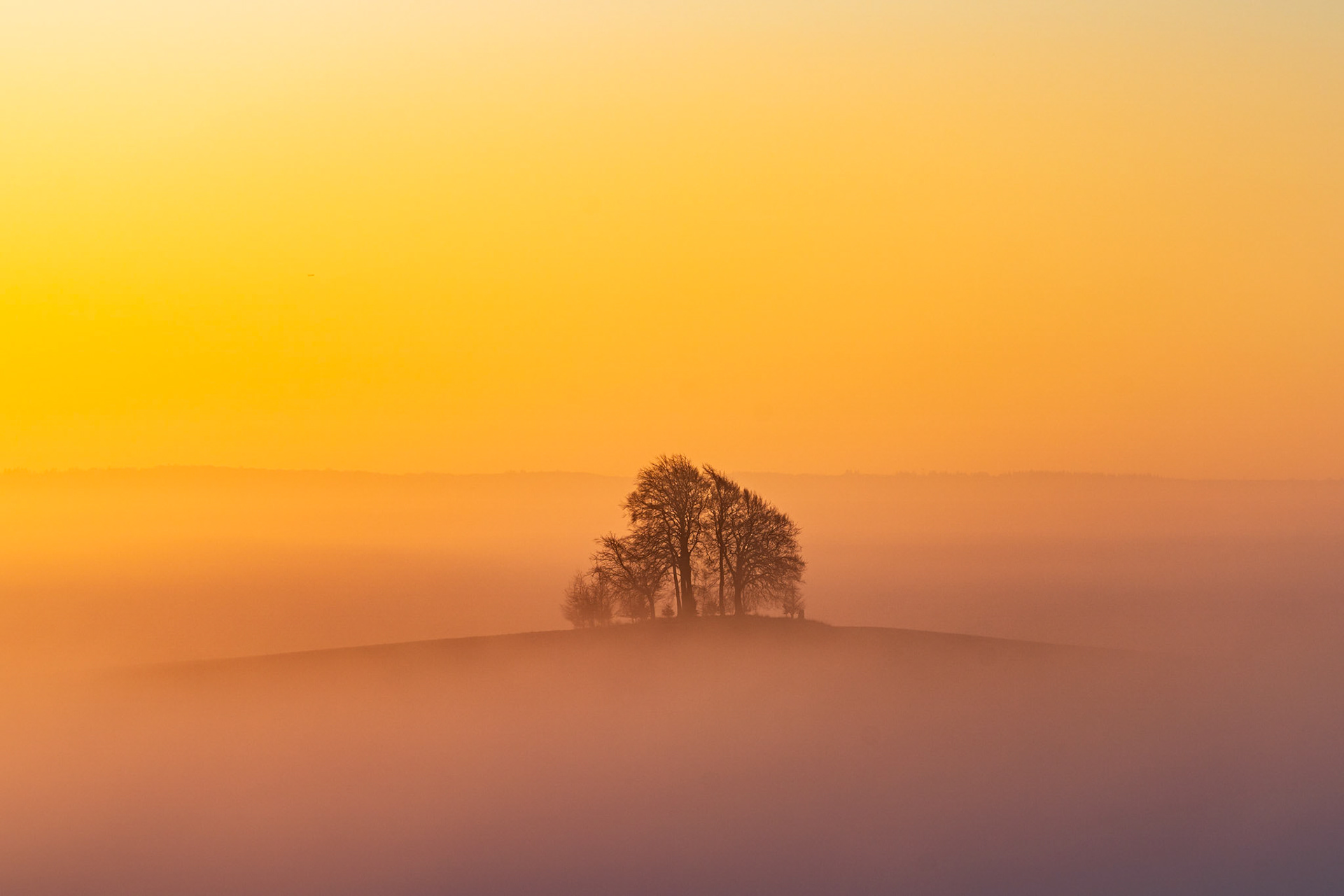 An absolutely magical scene from Oxfordshire, where a small group of trees on a 'barrow' stands above the mist, where the sunrise is lighting the scenes in the most beautiful orange, yellow and pink pastel hues.