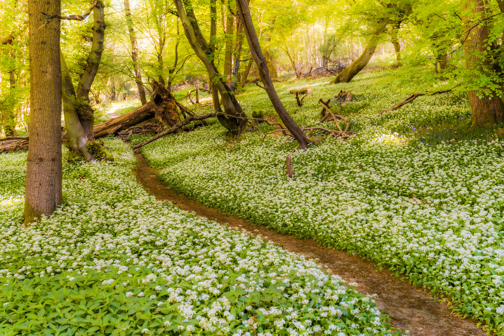 A narrow footpath winds through a dense carpet of flowering wild garlic beneath fresh beech canopy in the Chilterns, Oxfordshire. Backlit spring foliage filters warm light into the woodland interior, lending the scene an almost luminous quality. Fallen timber on the slopes adds structural counterpoint to the softness of the ground flora.
