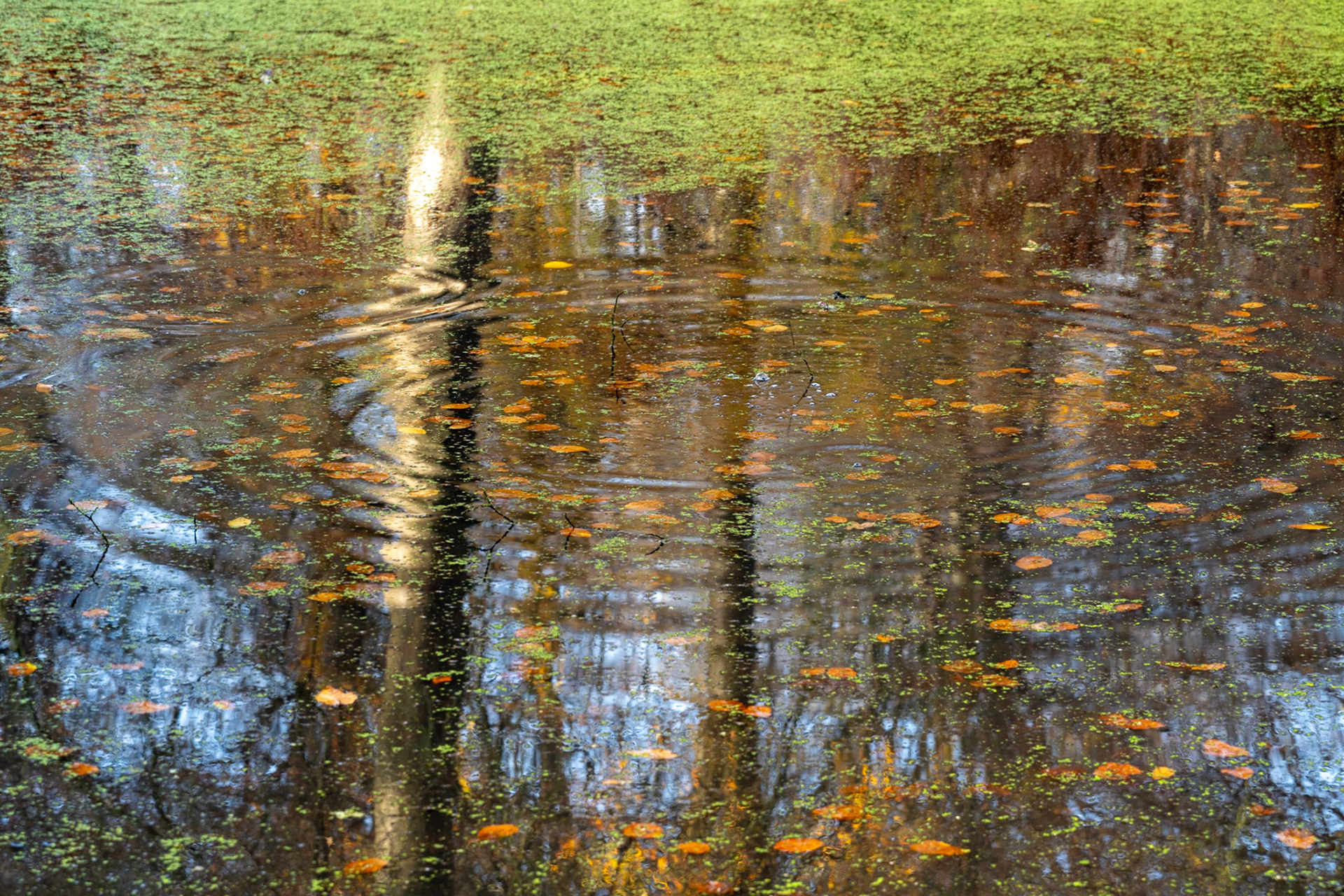 Autumn tree reflections fragment across the surface of a still woodland pond, disturbed by a single point of disturbance that sends concentric rings outward through duckweed and fallen leaves. The interplay of dark trunks, pale birch bark, and scattered ochre leaves creates a compressed, painterly plane. Captured in flat, even light that preserves tonal subtlety across the water's surface.