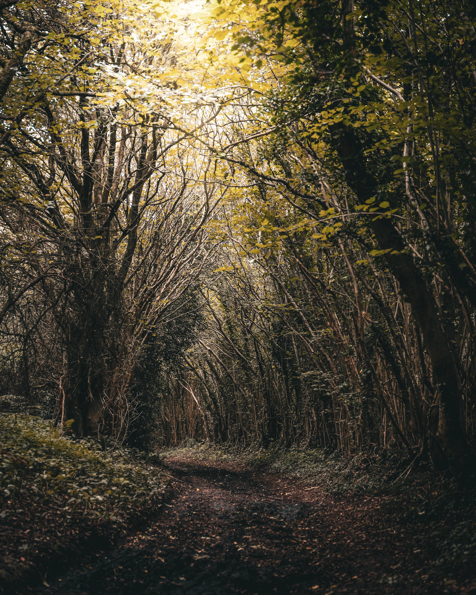 Woodlands in Oxfordshire, England
