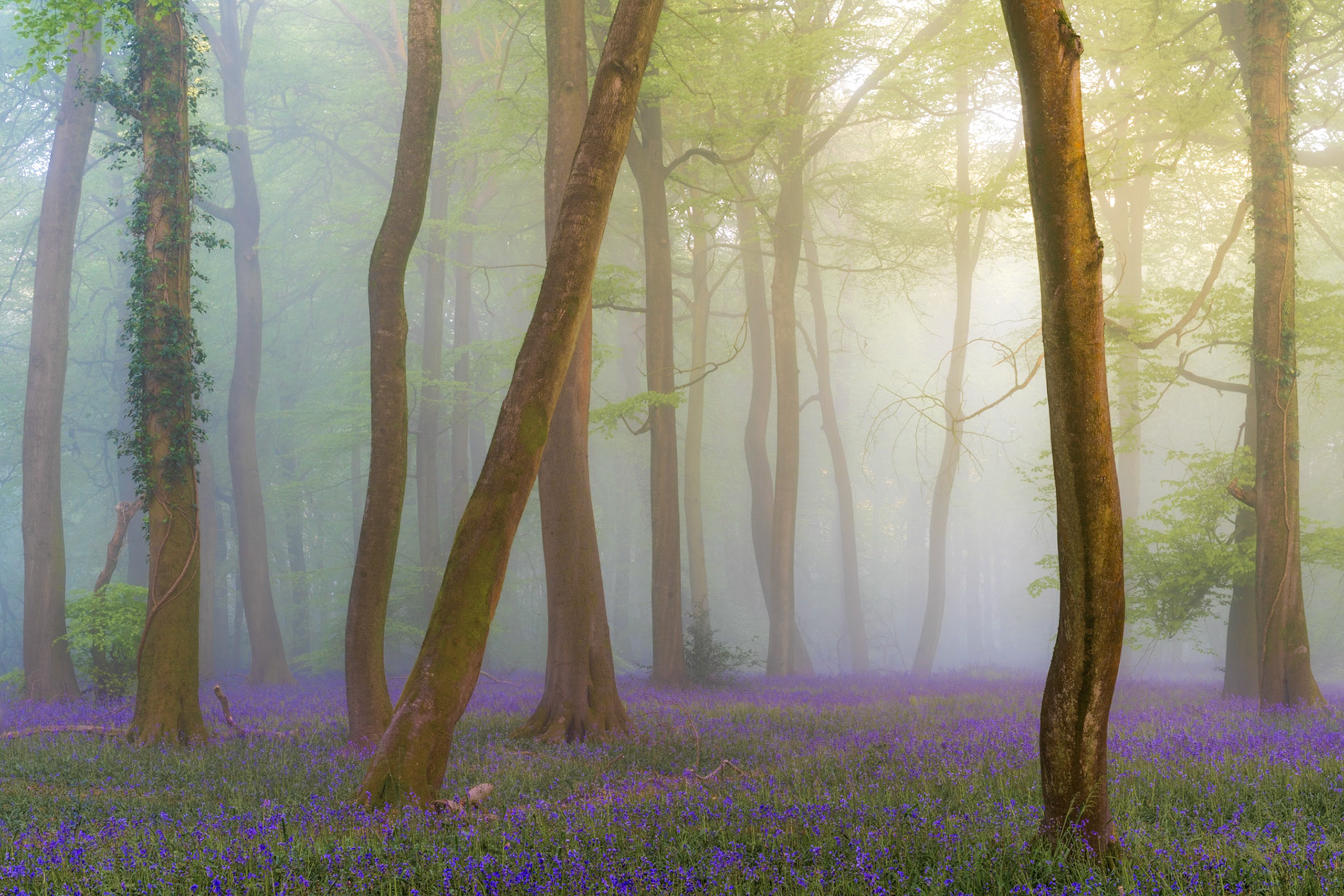 Bluebells carpet the woodland of this beech woodland, Chilterns, England