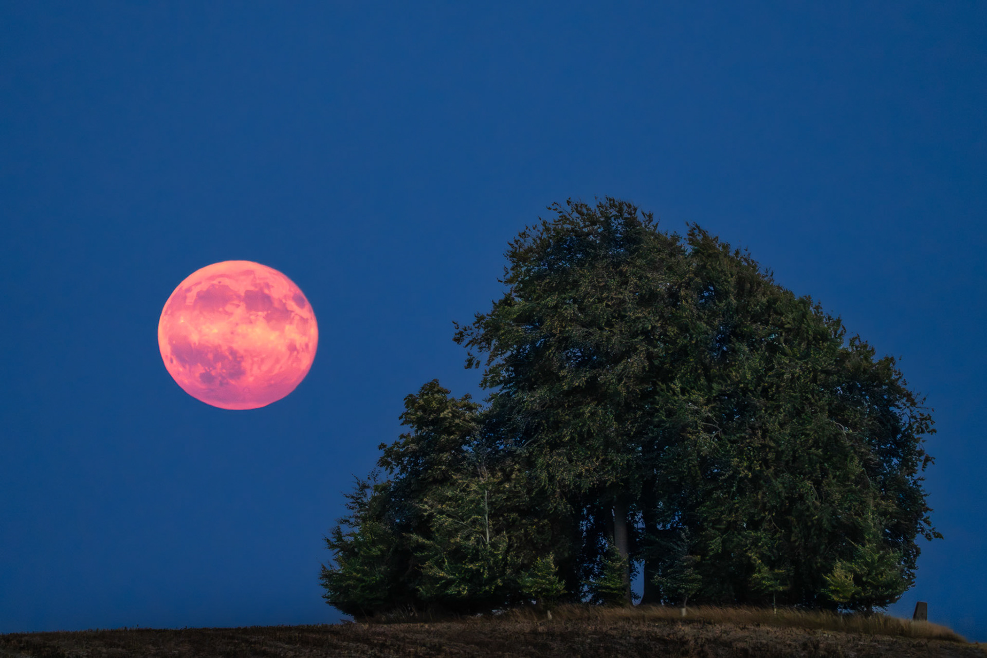 A near-full moon rises warm and rose-tinted against a deep blue summer dusk above the Chilterns in Oxfordshire, its disc holding surface detail despite the atmospheric colouring. A compact hilltop copse, likely beech, sits to the right, its canopy still catching residual light. The separation between lunar subject and tree group creates a clean, considered tension across the frame.