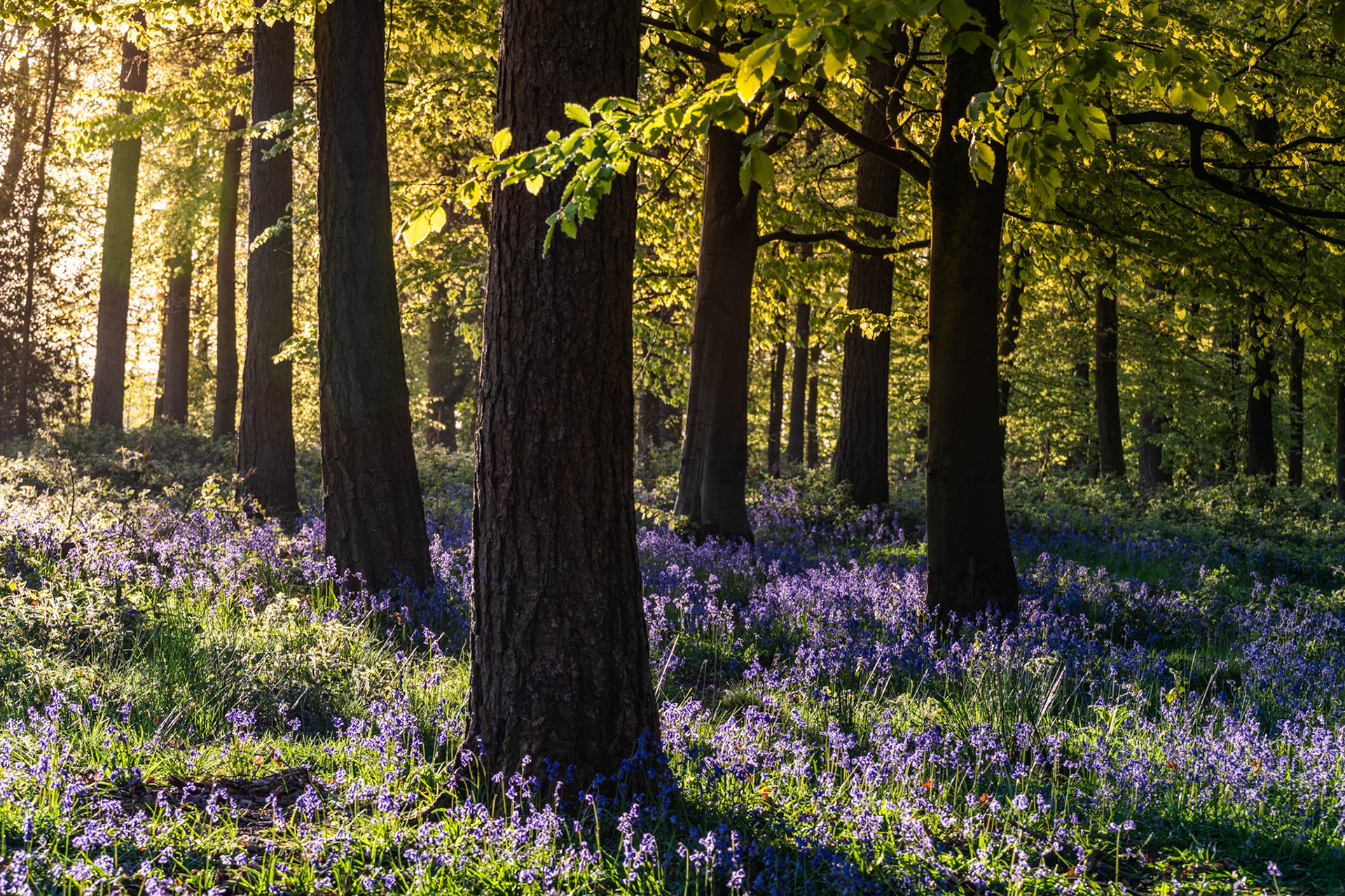 Low dawn light filters through a Chilterns broadleaf woodland in full bluebell season, casting raking shadows across a dense violet understorey in this corner of Oxfordshire. The backlit canopy — fresh spring leaves still translucent — creates a luminous counterpoint to the dark trunks. A strong composition held back from competition grade by a slightly busy midground and the absence of a clear anchor point.