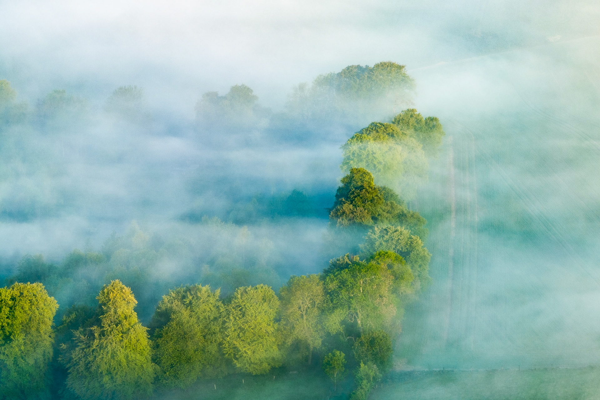A temperature inversion settles over mixed deciduous woodland near Henley-on-Thames, the upper canopies of oak and ash breaking the mist layer in raking early-season light. The aerial vantage compresses depth into alternating bands of green and pale vapour, giving the scene an almost topographic quality. Shot in early May, the fresh foliage retains its acid-green translucency before the summer canopy densifies.