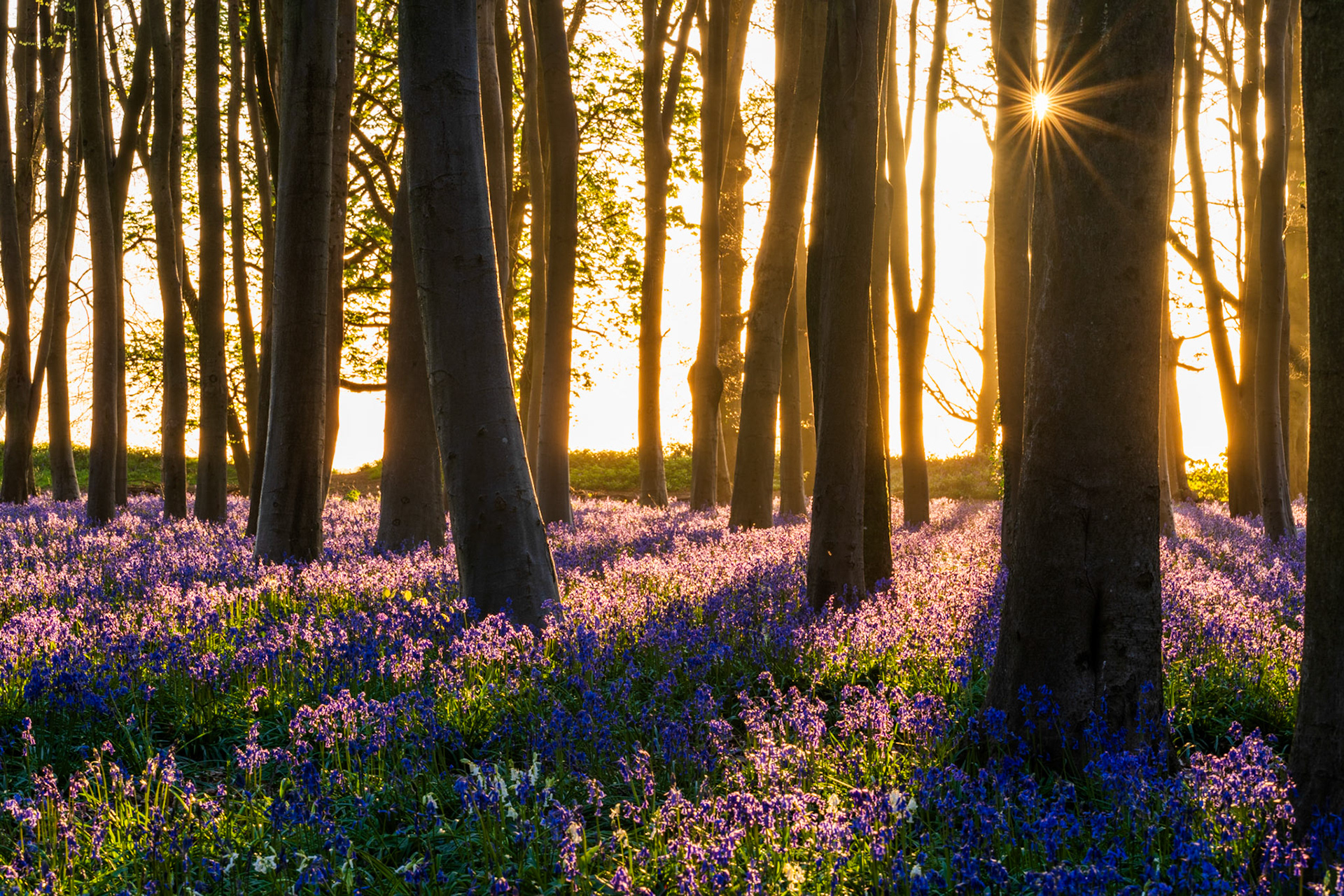 Sunrise in this beautiful beechwood creates magical light and shadows across the carpet of bluebells. Captured in Badbury Wood, Oxfordshire.