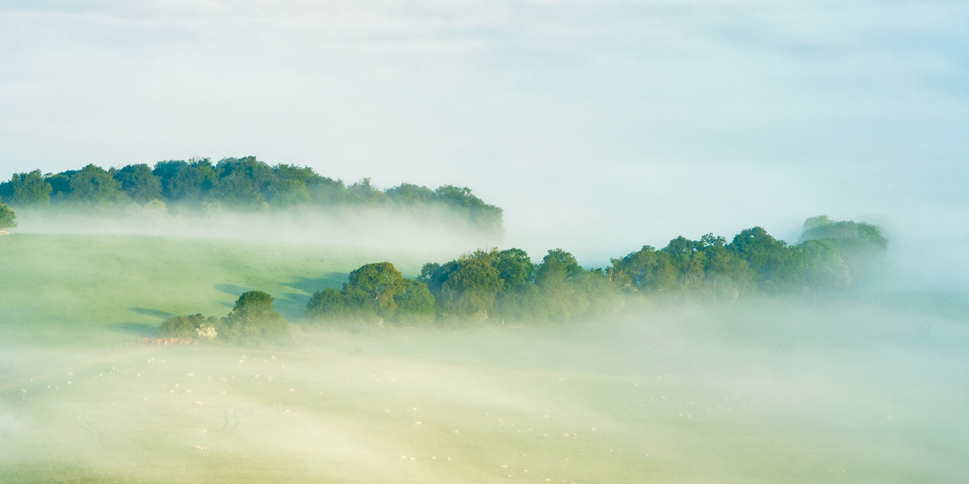 A ground-hugging fog layer fills the valley floor near Henley-on-Thames, partially submerging scattered livestock and hedgerow oaks while the upper treeline of a chalk ridge emerges cleanly above. Captured in mid-morning as a temperature inversion held the mist in the low ground, the layered recession of woodland belts gives the frame a quiet, almost graphic depth. Small details — a cluster of cattle mid-left, sheep scattered across the foreground field — anchor the abstraction in pastoral reality.