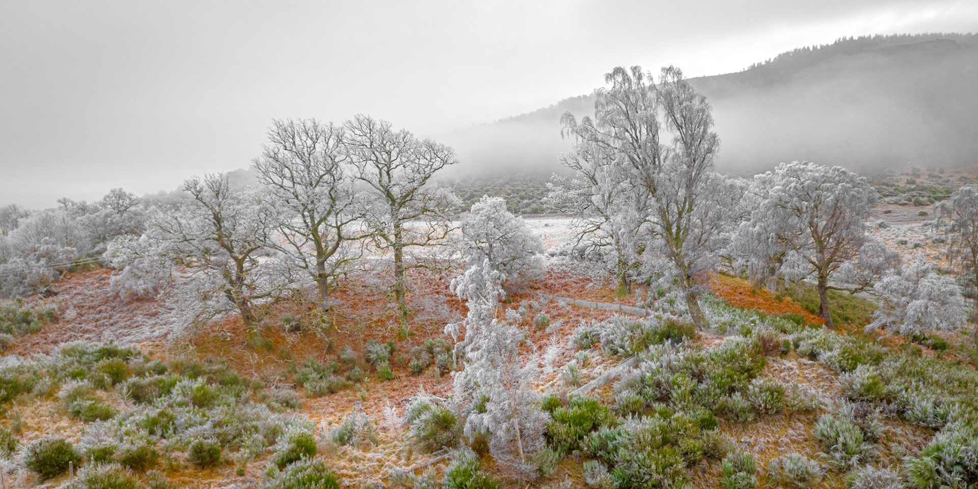 A heavy hoarfrost coats birch, oak and heather across open moorland on the edge of the Cairngorms, December 2025. Low cloud drifts through the valley behind, partially obscuring a conifer-clad hillside and softening depth. The warm ochre of dead bracken beneath the white crust provides the image's only chromatic tension.