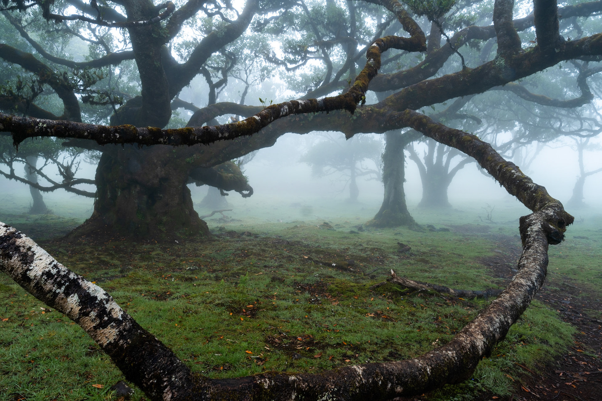 Centuries-old laurisilva trees emerge from dense cloud in the ancient laurel forest of Fanal, Madeira. A fallen branch arcs across the foreground, framing the mist-shrouded trunks receding into the middle distance. The diffuse dawn light and layered fog compress depth, lending the scene an almost prehistoric stillness.