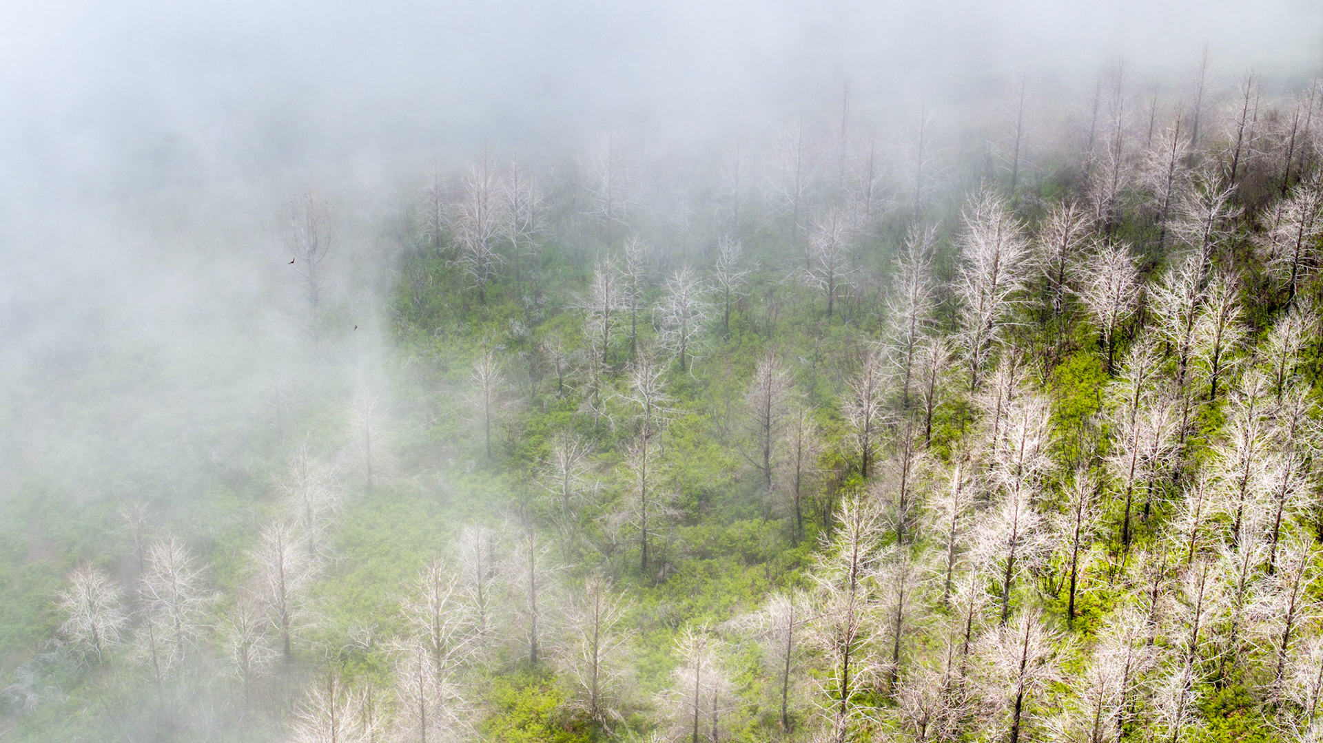 Aerial view of a regenerating hillside forest above Arco da Calheta, Madeira, where bleached standing deadwood rises through spring fog alongside vivid new-season understorey growth. The interplay of pale skeletal trunks against emergent green, softened by rolling cloud, gives the scene an uncommon graphic tension. A single bird — faint in the mist — anchors the scale without demanding attention.